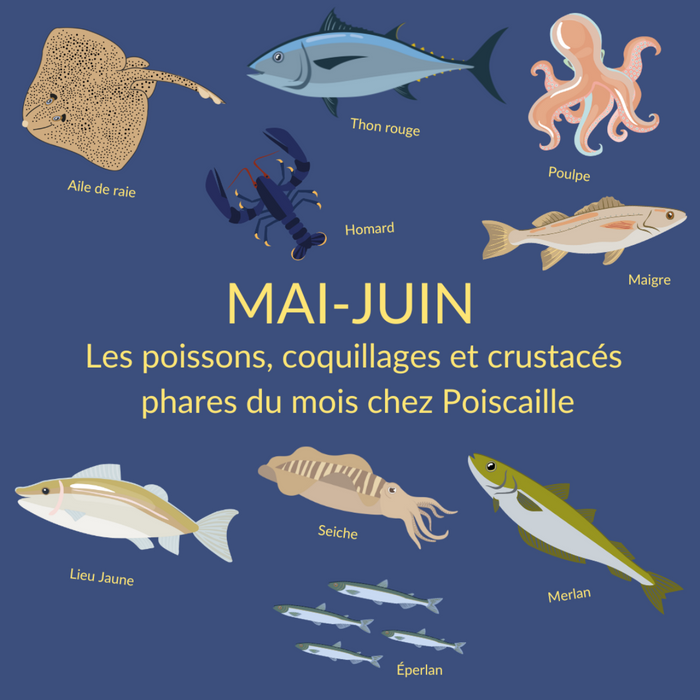 visuel avec les pictos du lieu jaune, aile de raie, homard, éperlan, merlan, poulpe et seiche. 