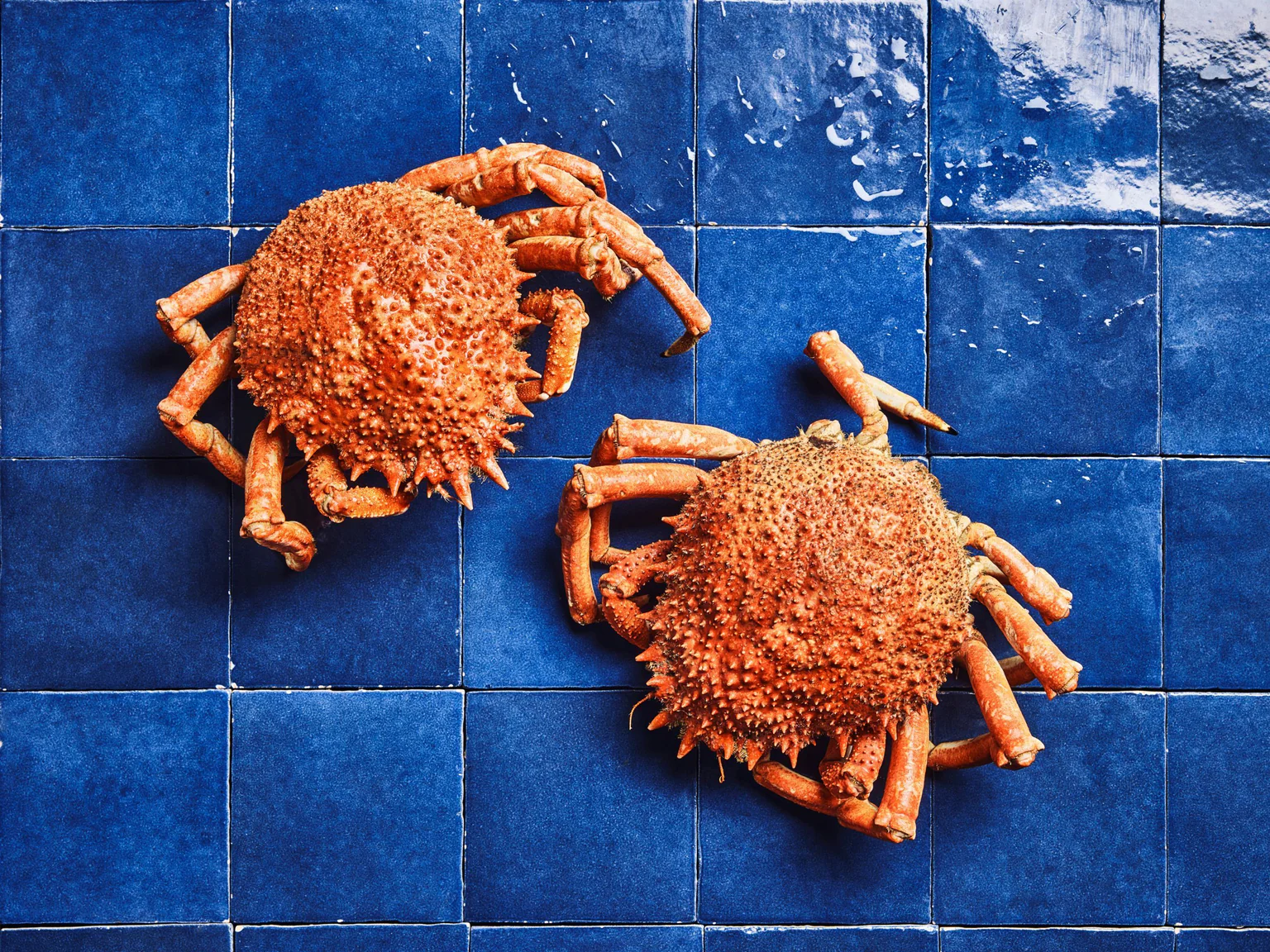 L'araignée, un crustacé boudé par le marché et pourtant délicieux, à retrouver sur poiscaille.fr