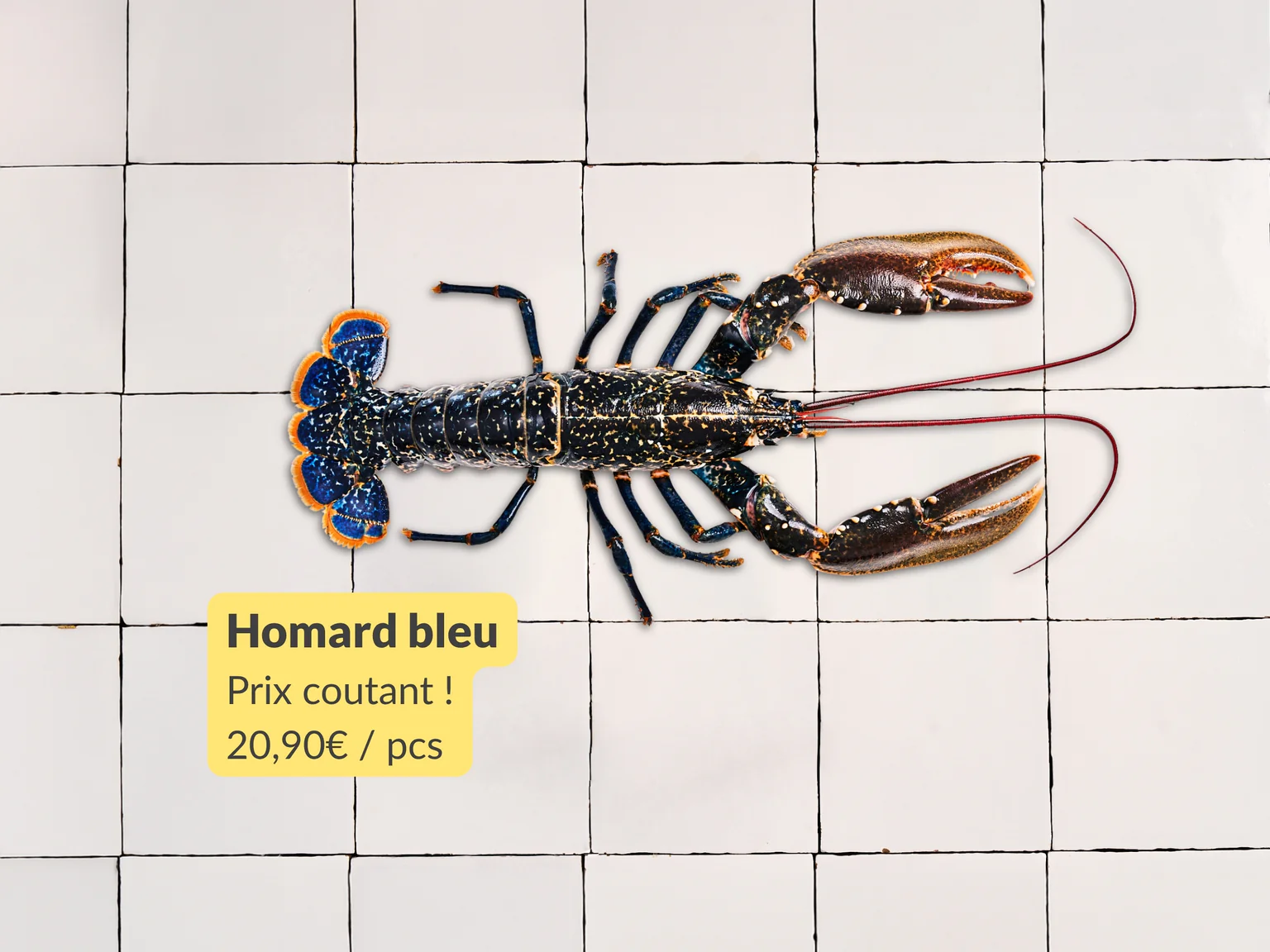 Homard à prix coutant pour la journée mondiale des océans