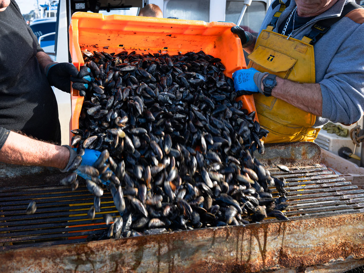 Les moules sont à l'honneur cet été chez Poiscaille