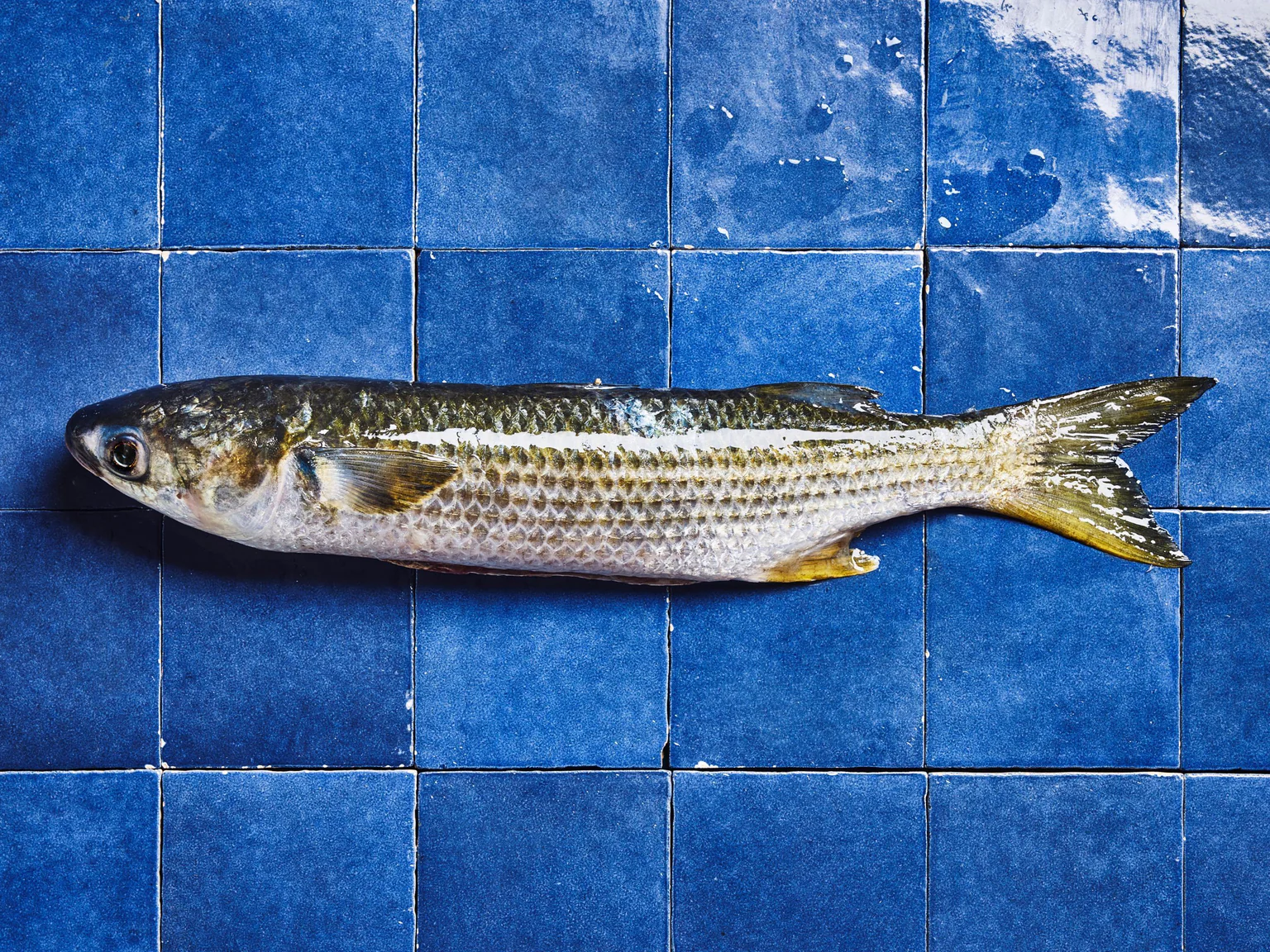 Le mulet, un poisson boudé par le marché et pourtant délicieux, à retrouver sur poiscaille.fr