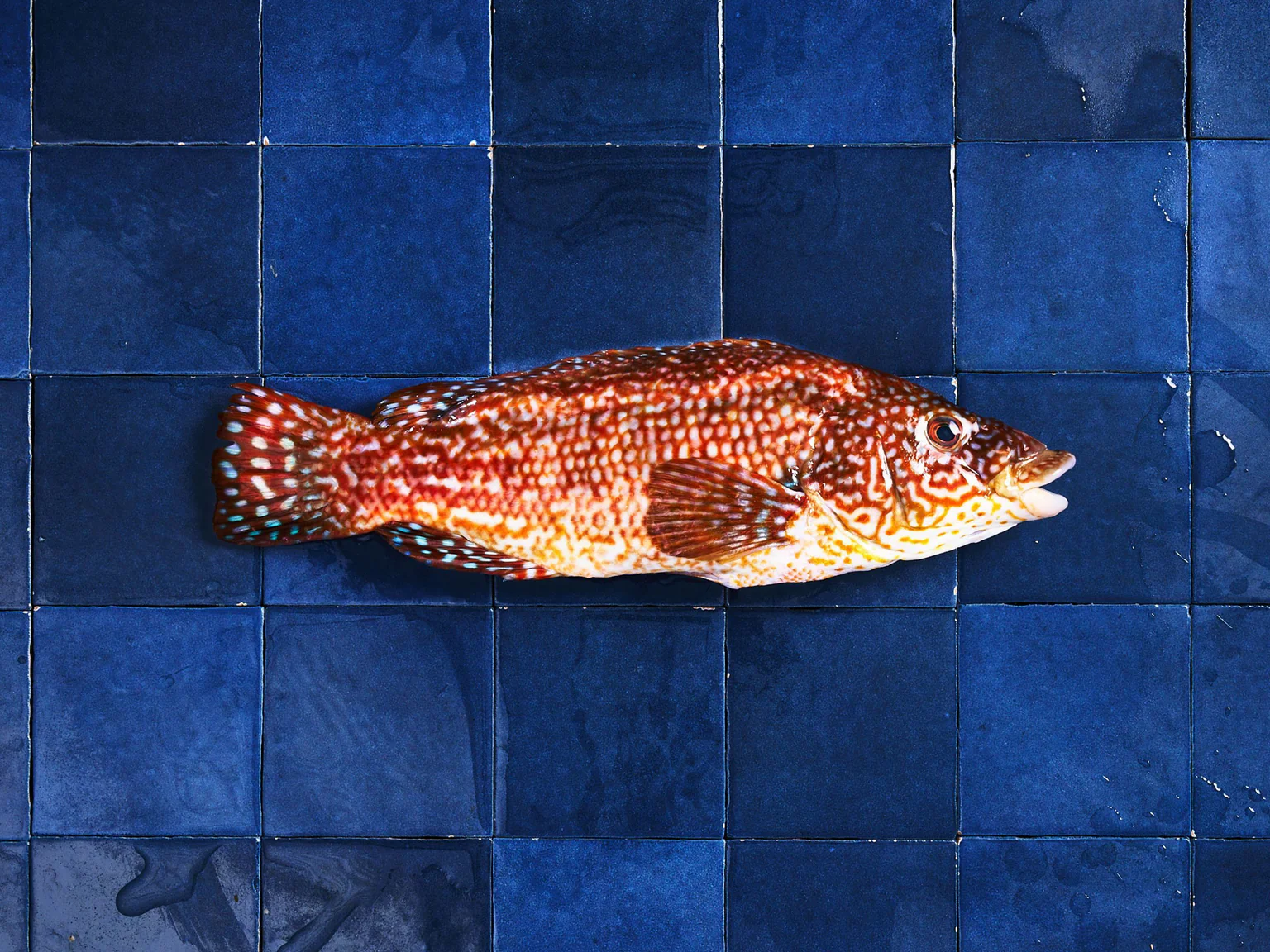 La vieille, un poisson boudé par le marché et pourtant délicieux, à retrouver sur poiscaille.fr