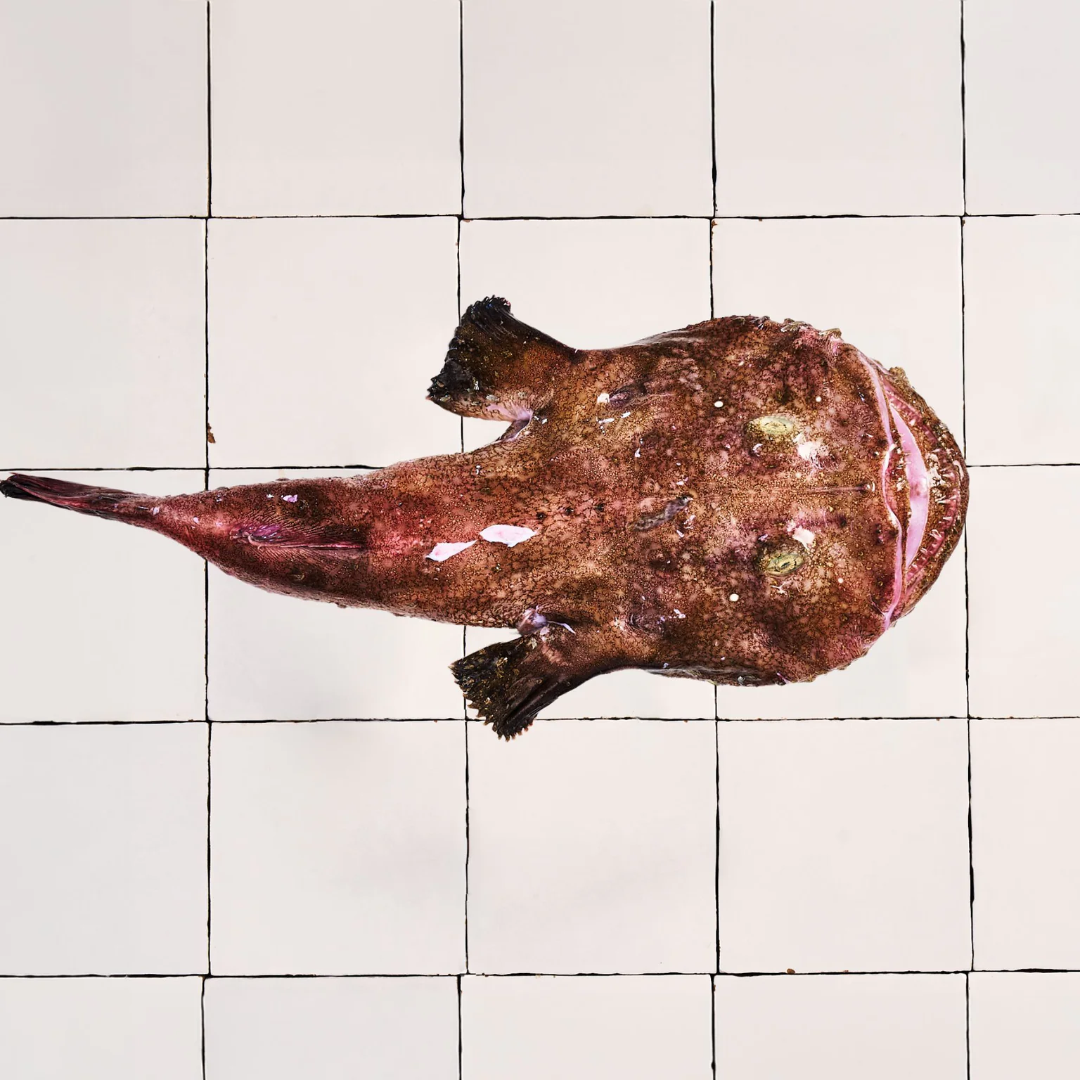 Adopte un poisson, pour redorer les écailles des mal-aimés de notes côtes !