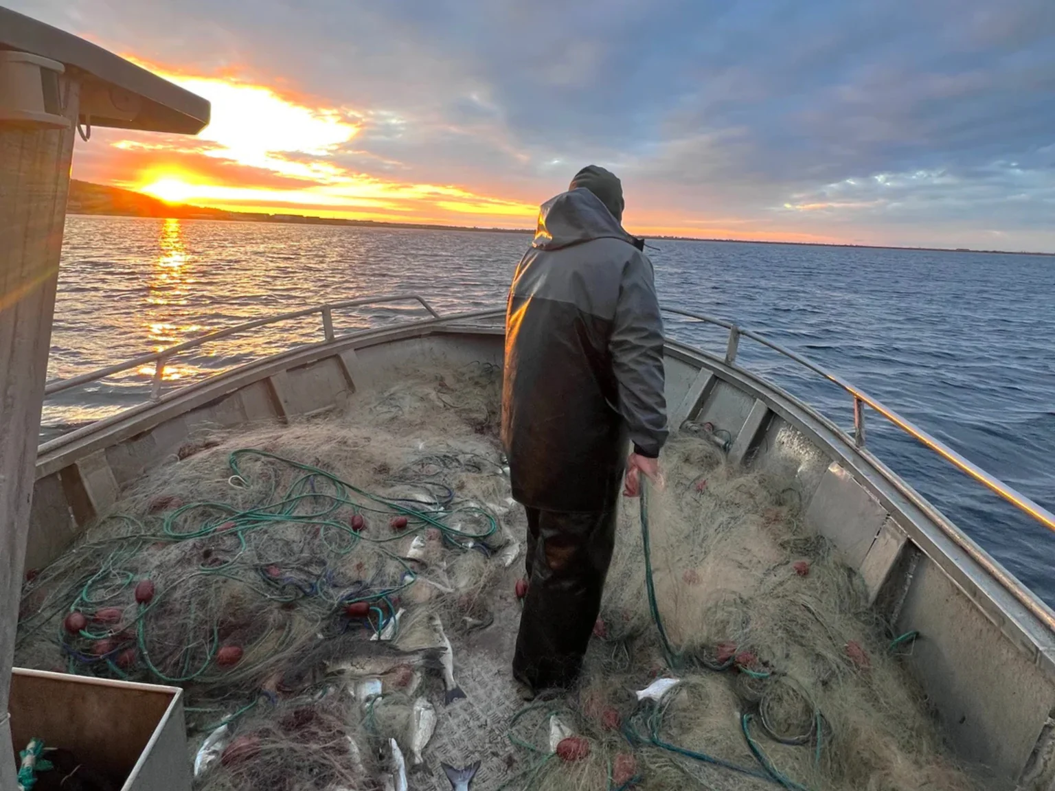 Il fait encore froid dans le vent chez Vincent d'Aquino, à Sète, mais le soleil et les poissons sont de retour !