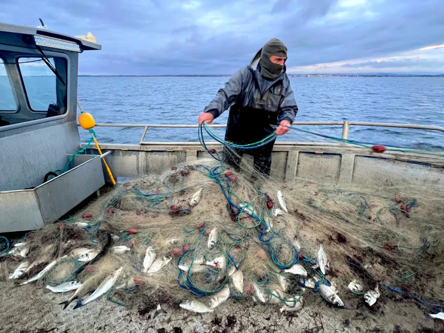 Belle pêche de daurades royales pour Vincent d'Aquino, à Sète, le signe du printemps malgré le vent glacial !