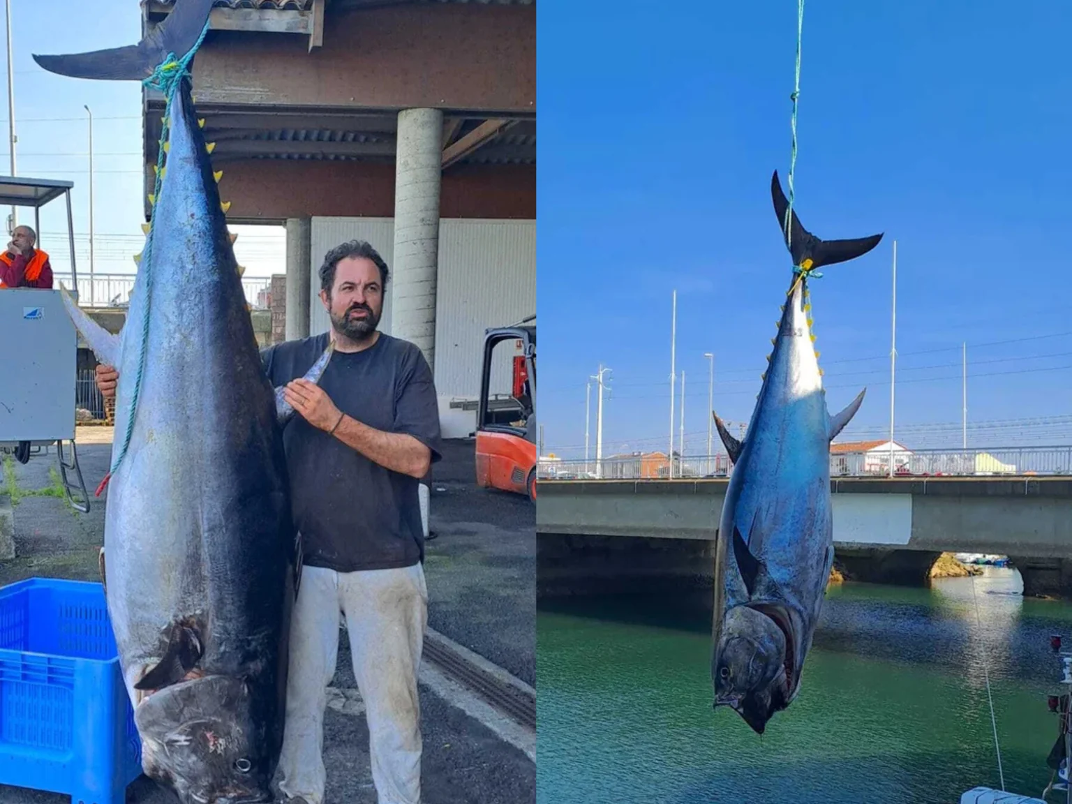 187kg, Nicolas Ribault bat son record pour le thon rouge Ă Saint Jean de Luz !