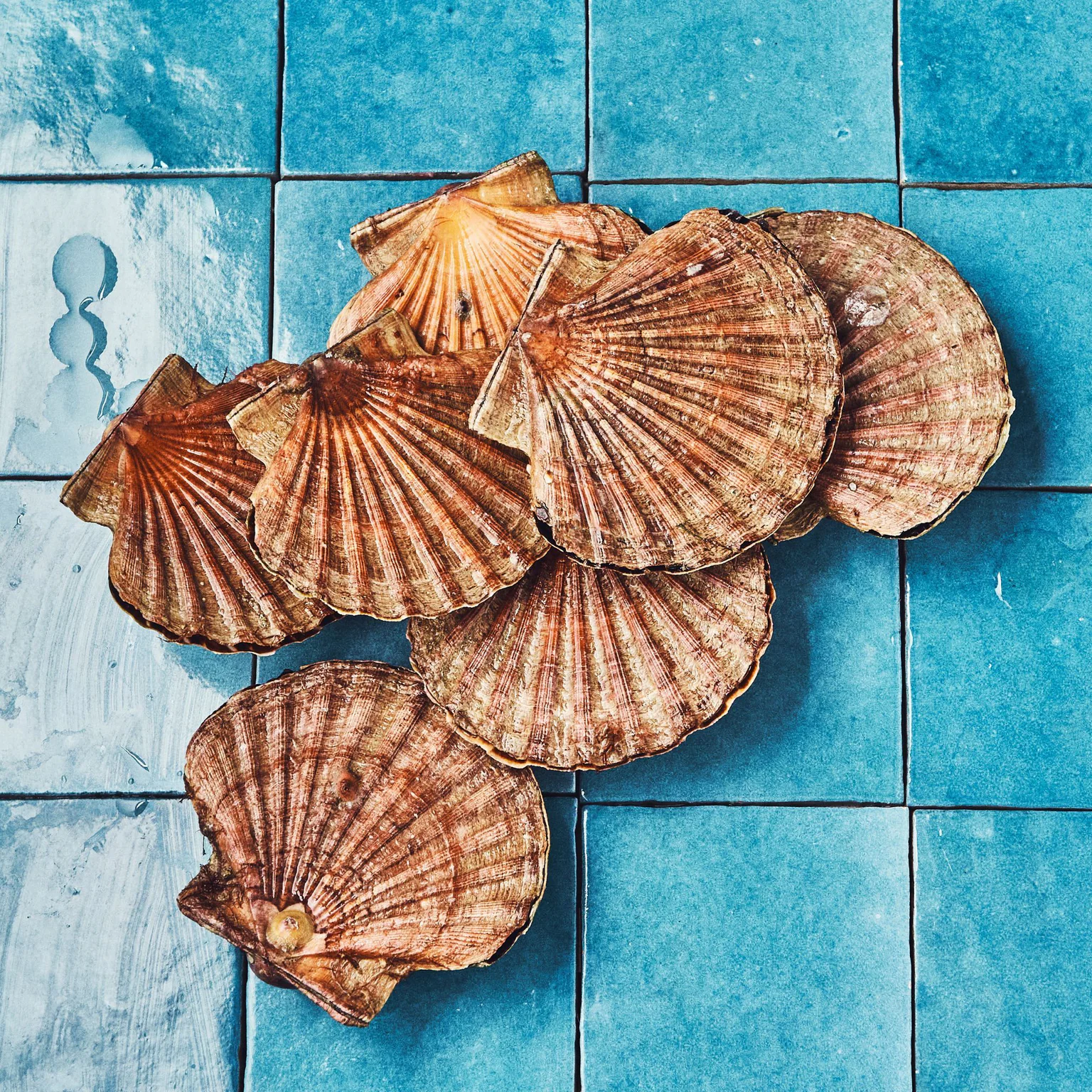 Tout savoir sur la coquille Saint Jacques de plongée