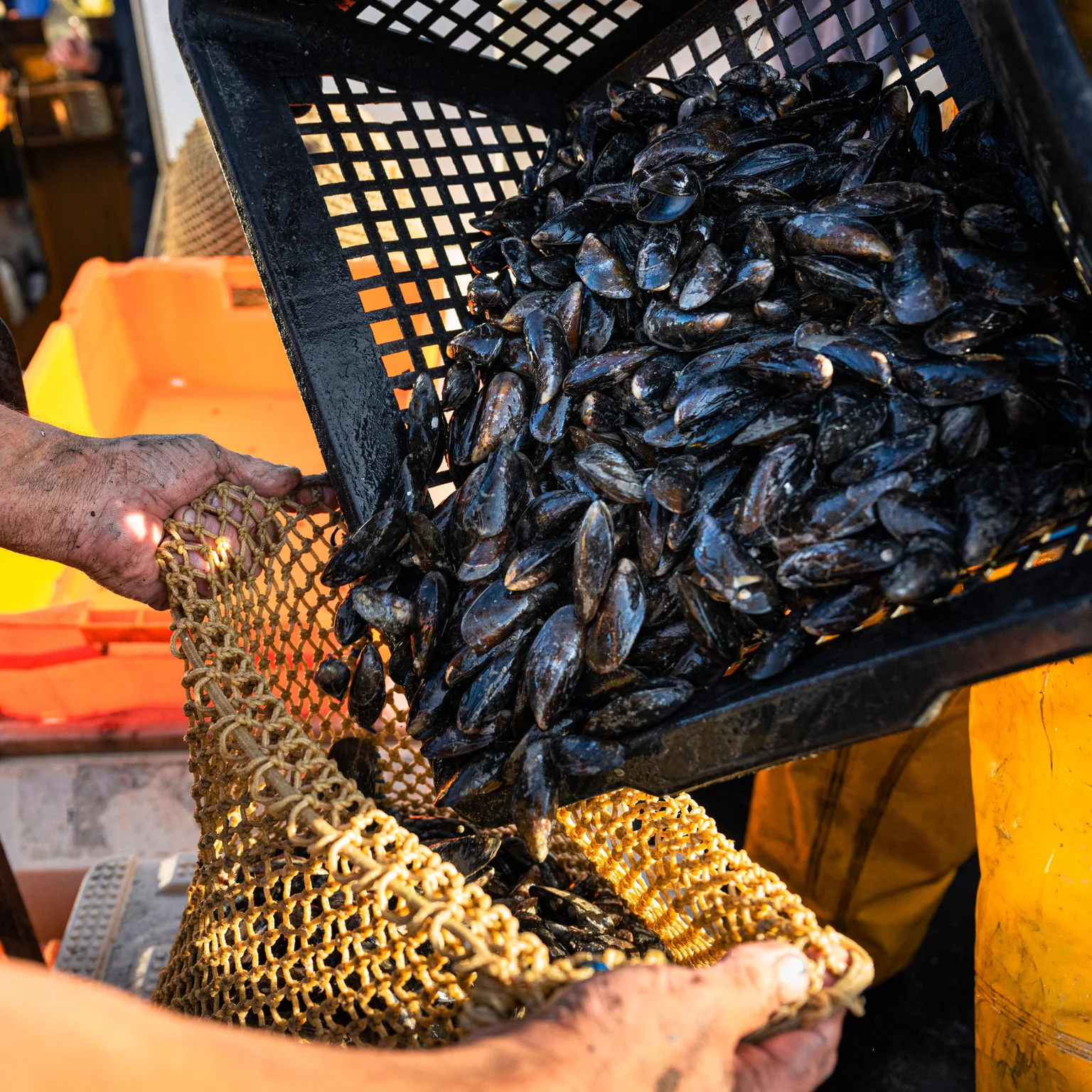 Moules party estivale : Commandez vos moules !