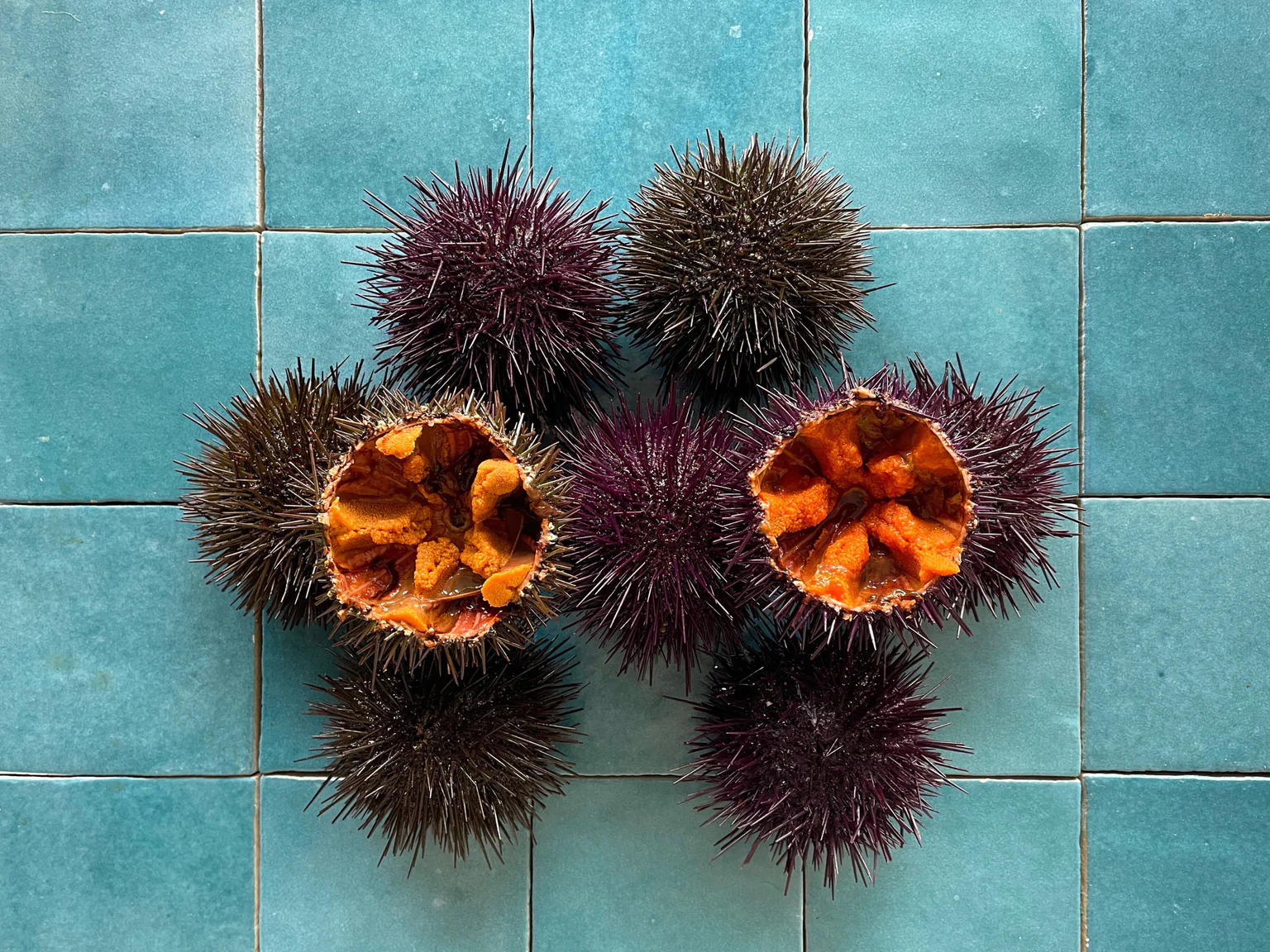 Photo des oursins sur fond bleu carrelage