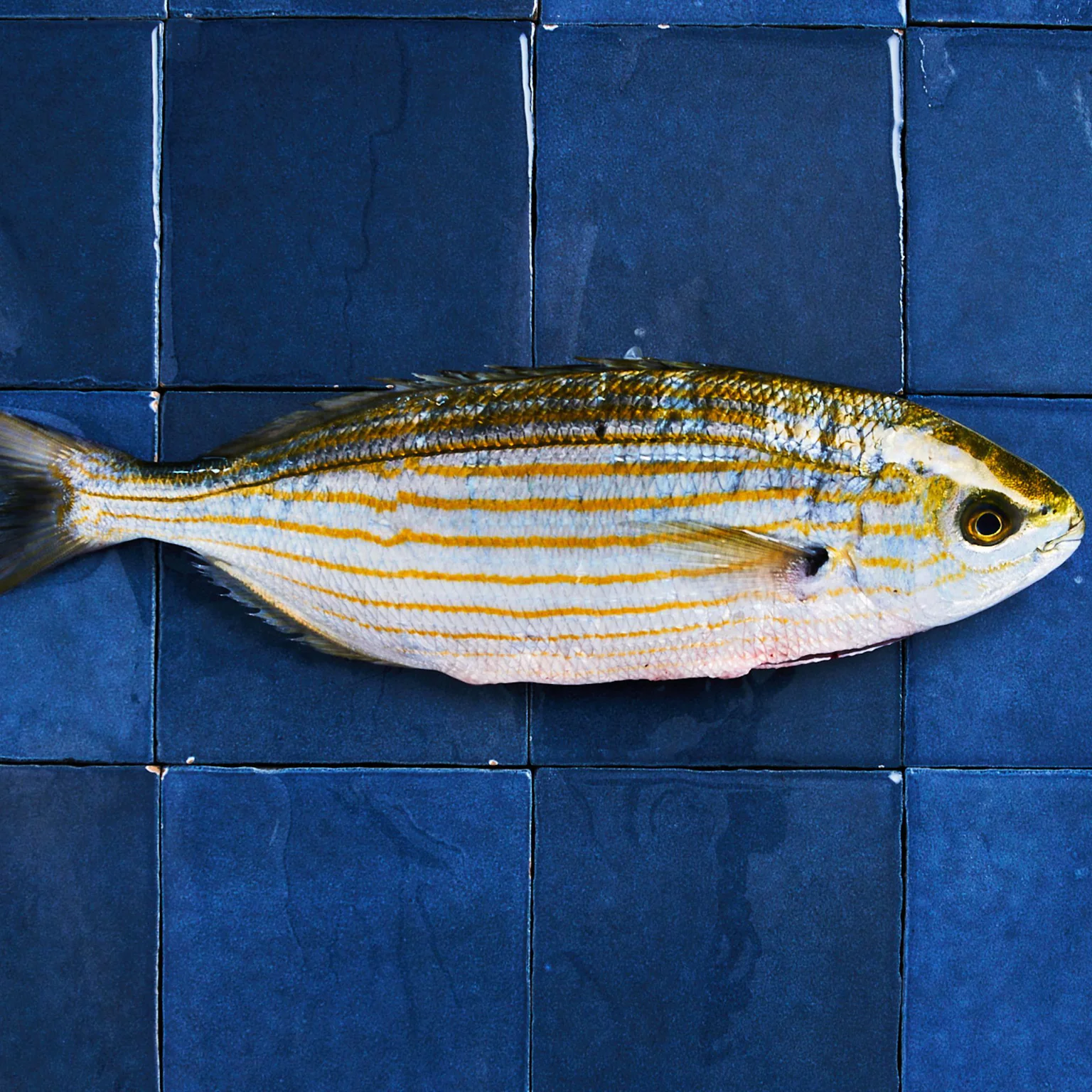 La saupe, ce poisson rend-il fou ?       