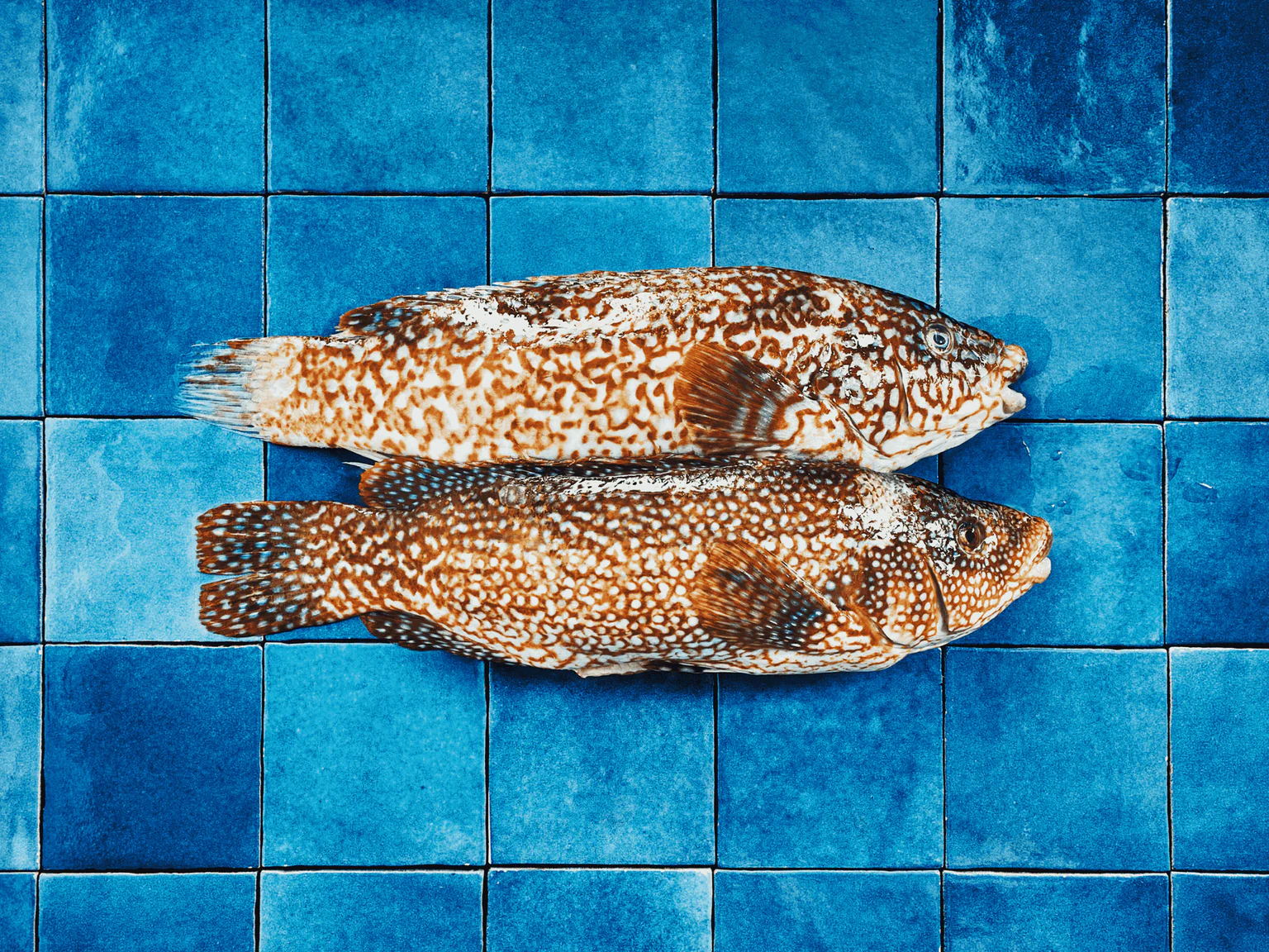 Photo de deux vieilles communes sur carrelage bleu