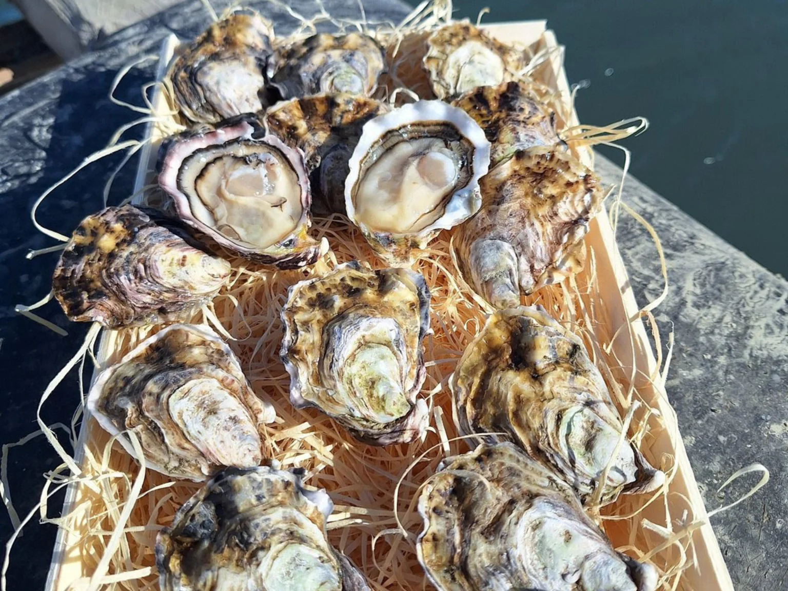 Photos hußtres de Camargue médaille d'or