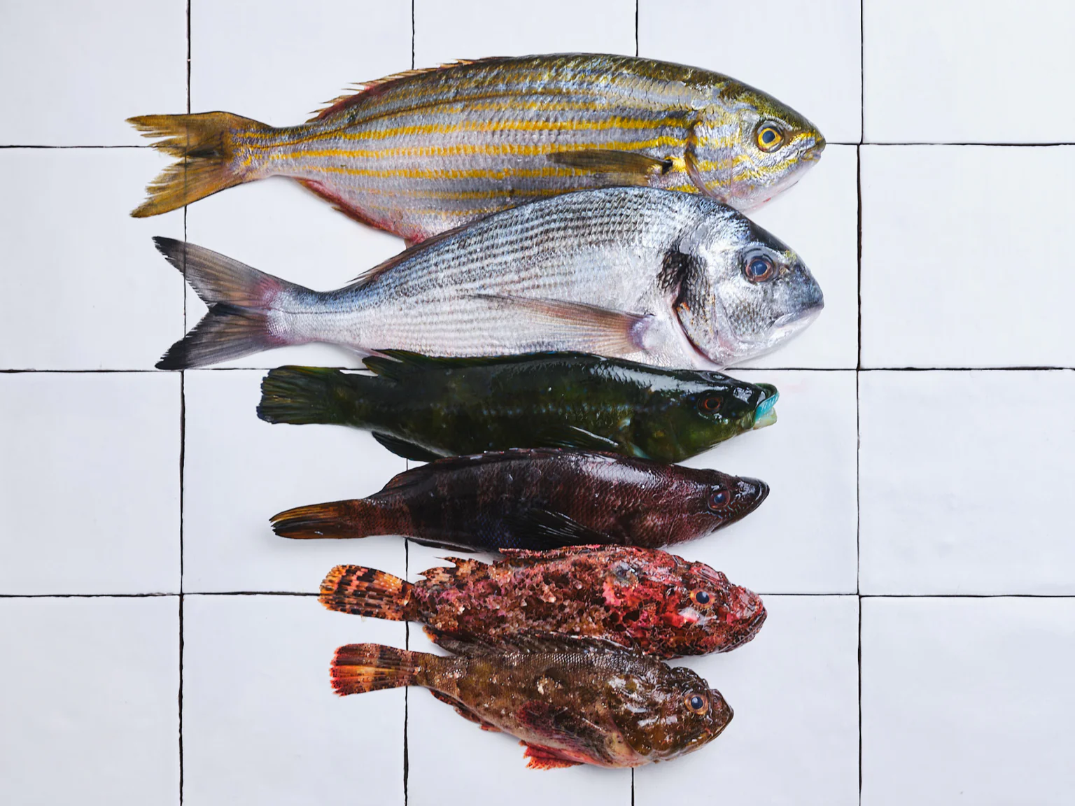 Débarque de poissons : daurade royale, saupe, vieille commune,...