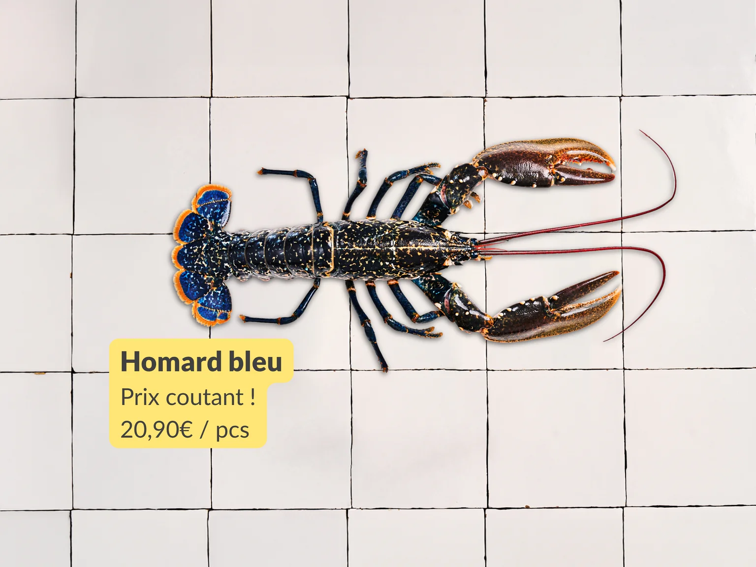 Homard à prix coutant pour la journée mondiale des océans