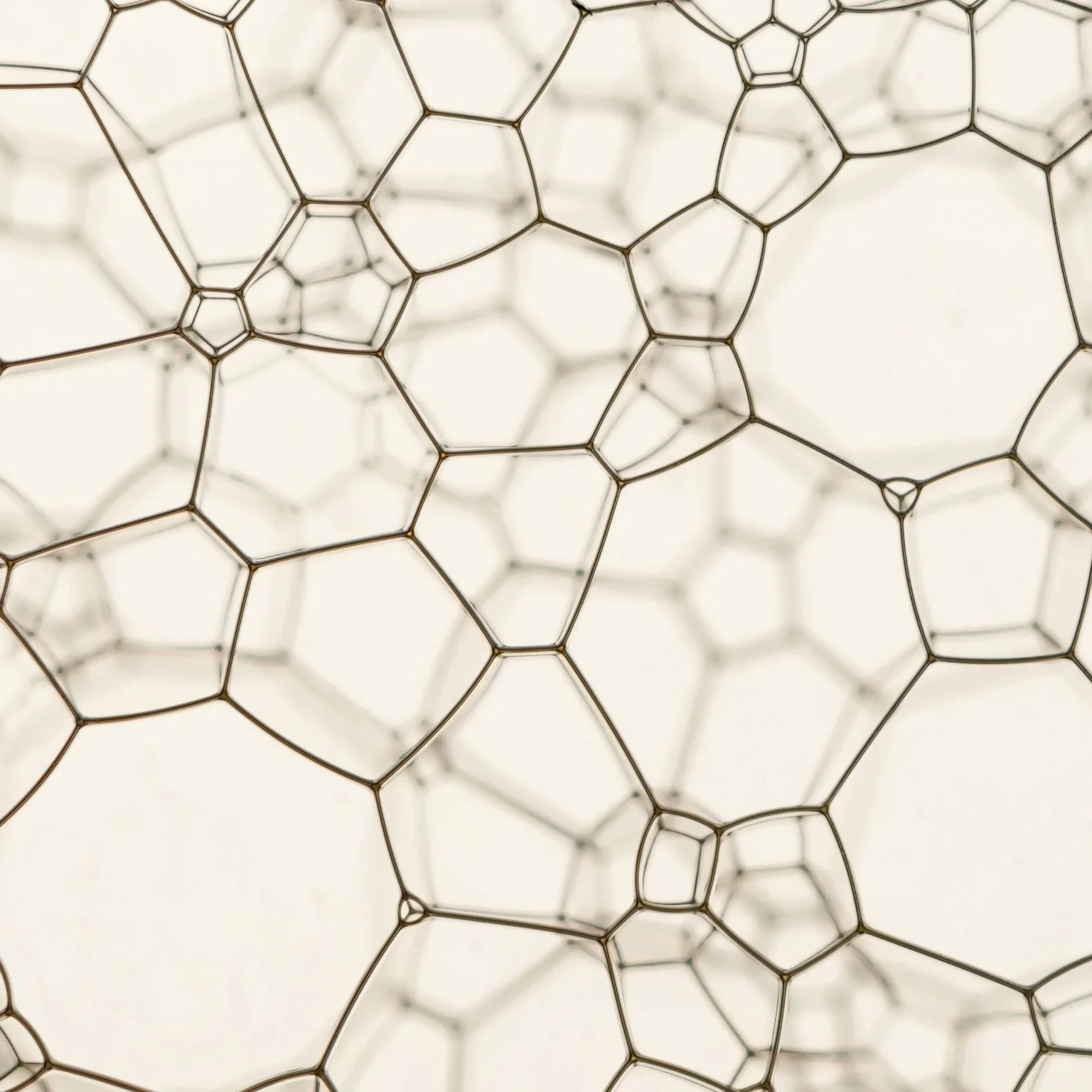 Ce qui dit la science sur la saupe, en Mediterranée