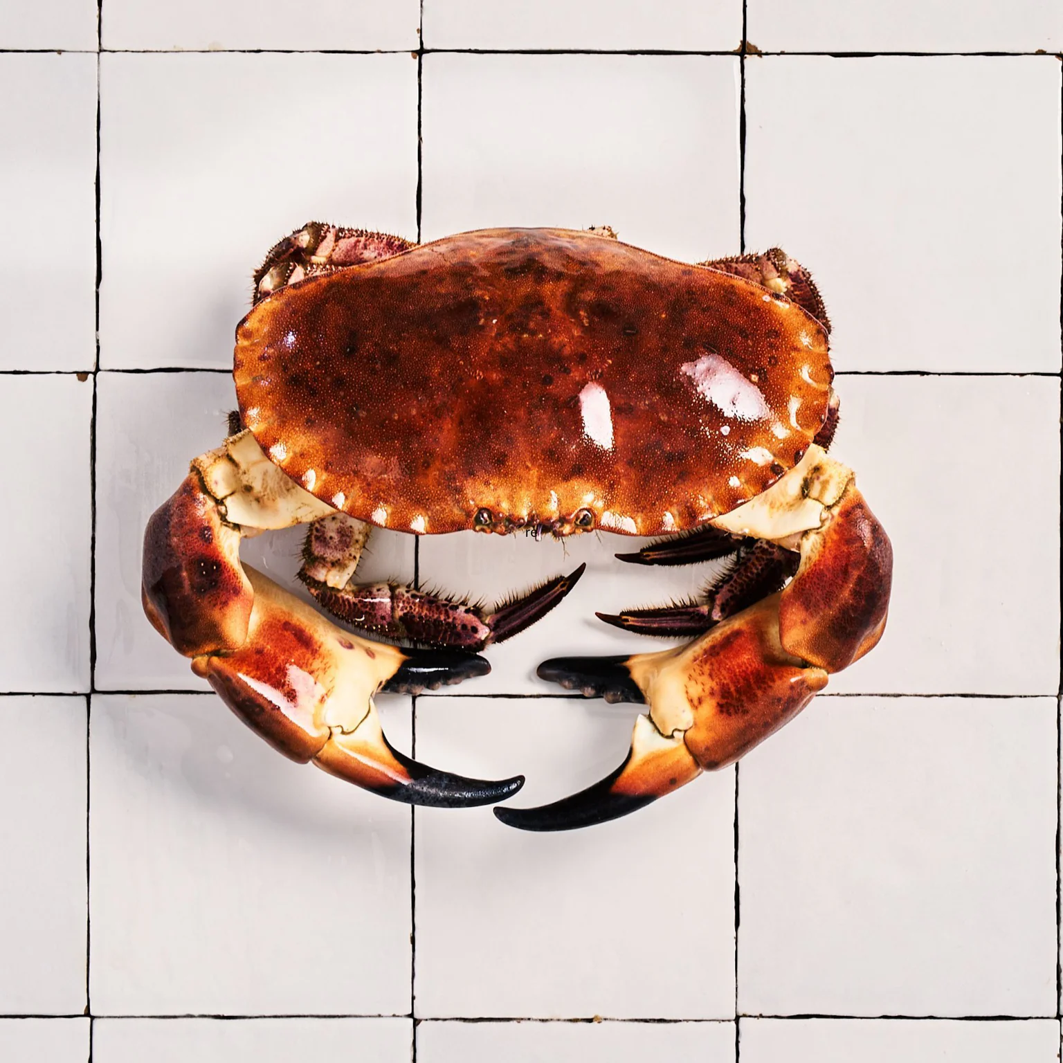 Conserver ses crustacés Poiscaille dans les meilleures conditions