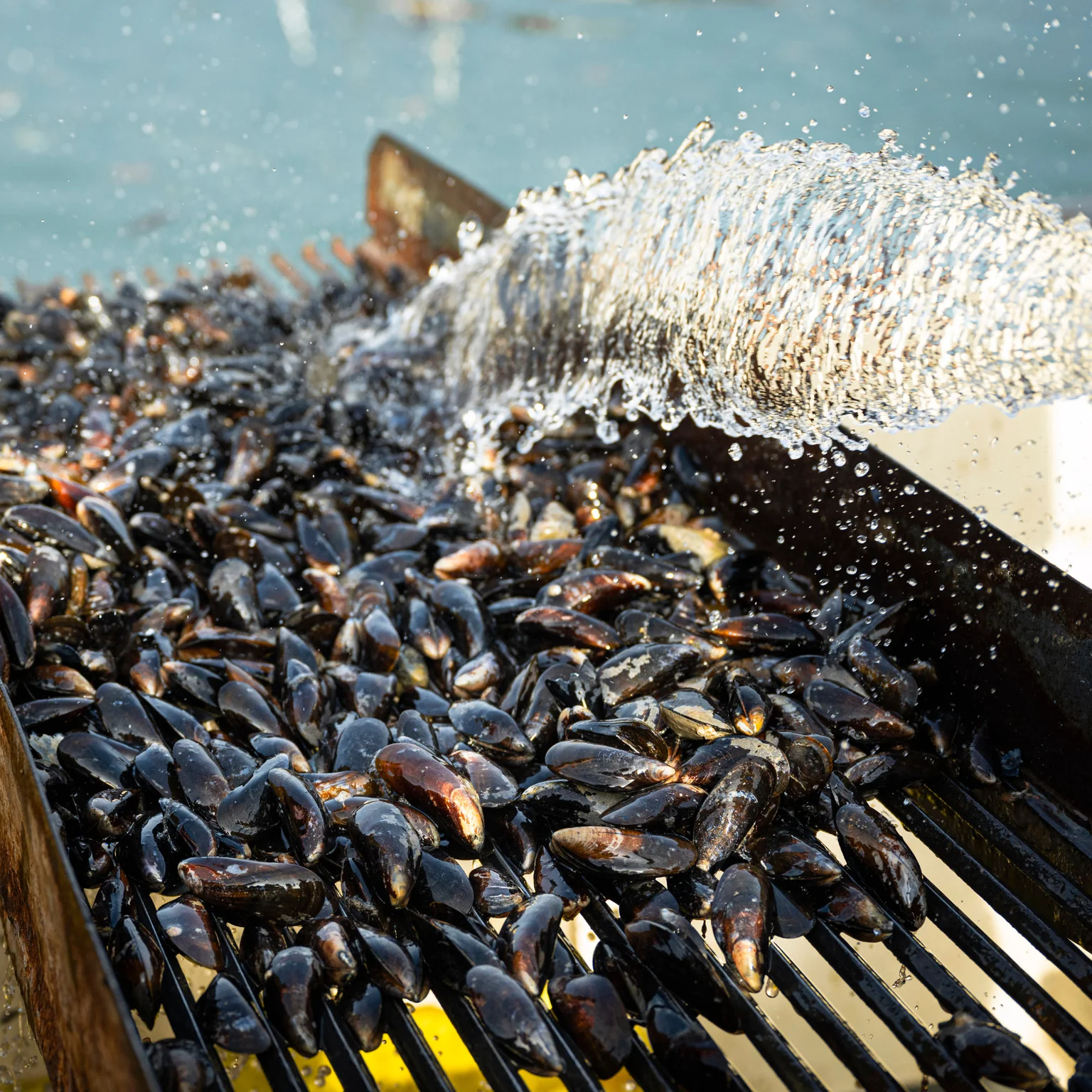 Les moules sont à l'honneur cet été chez Poiscaille