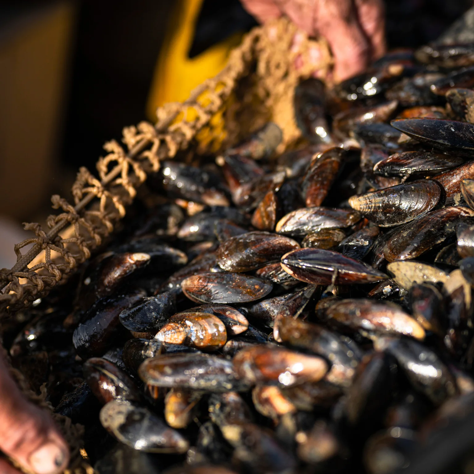Les moules sont à l'honneur cet été chez Poiscaille