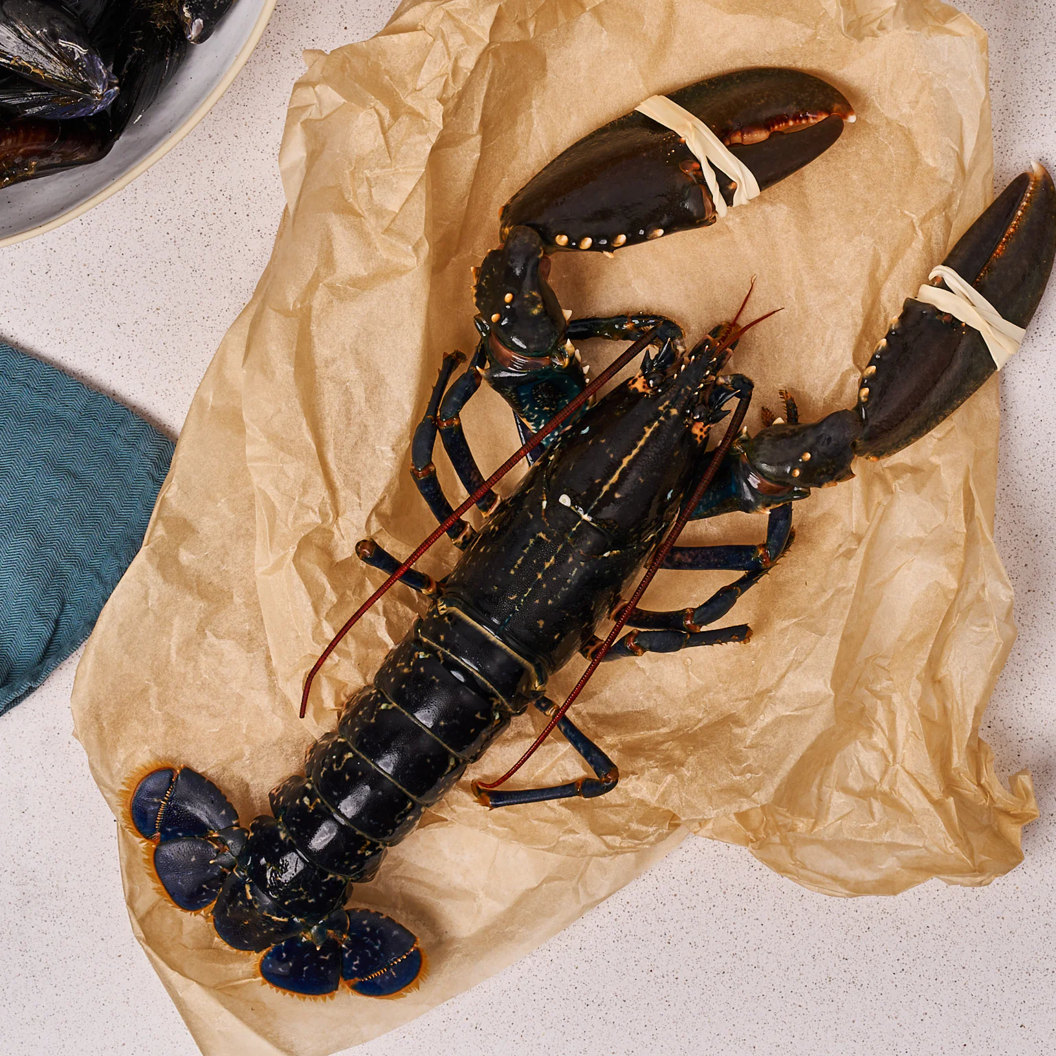 Casier homard exceptionnel