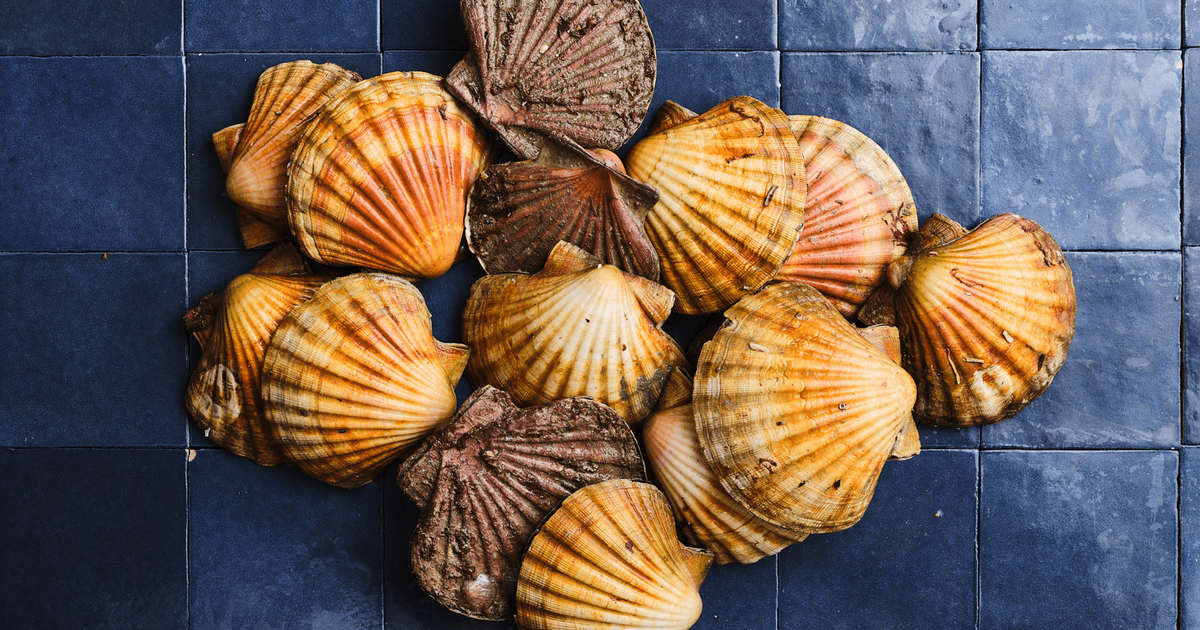 Coquille Saint-Jacques Poiscaille, pêchée en plongée