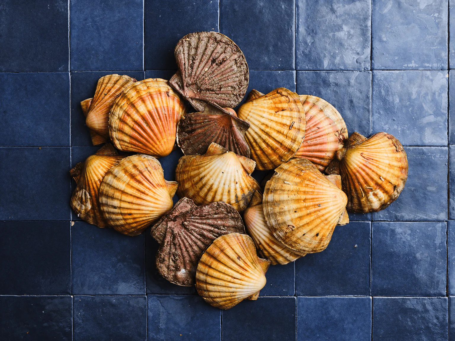 Coquilles Saint-Jacques pêchées en plongée