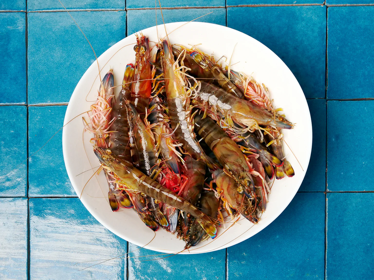 crevettes impériales sur fond carrelage bleu