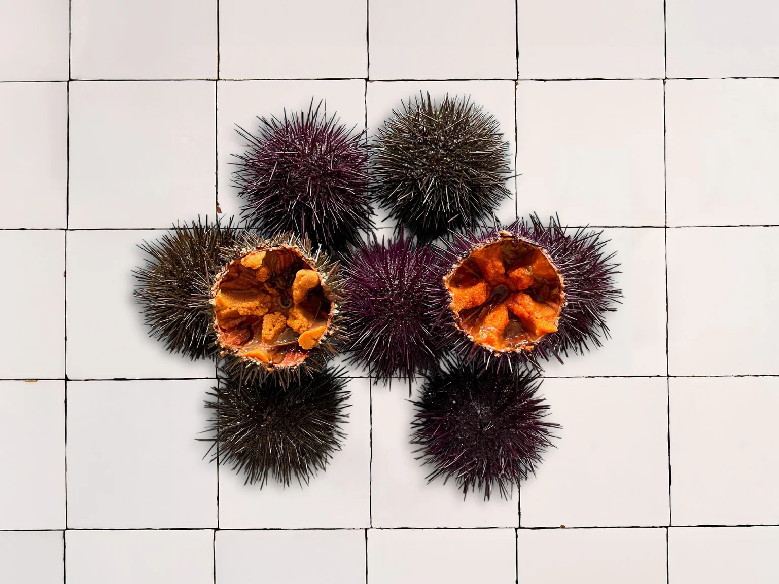 Oursins violets Poiscaille, pêchés en plongée