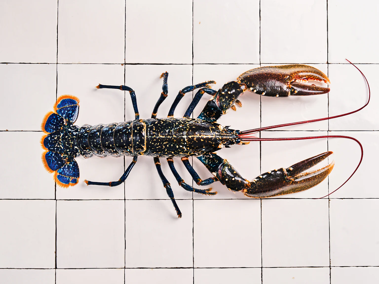 Ah le homard ! Le roi des crustacés. L’invité d’honneur des fêtes de fin d’année.