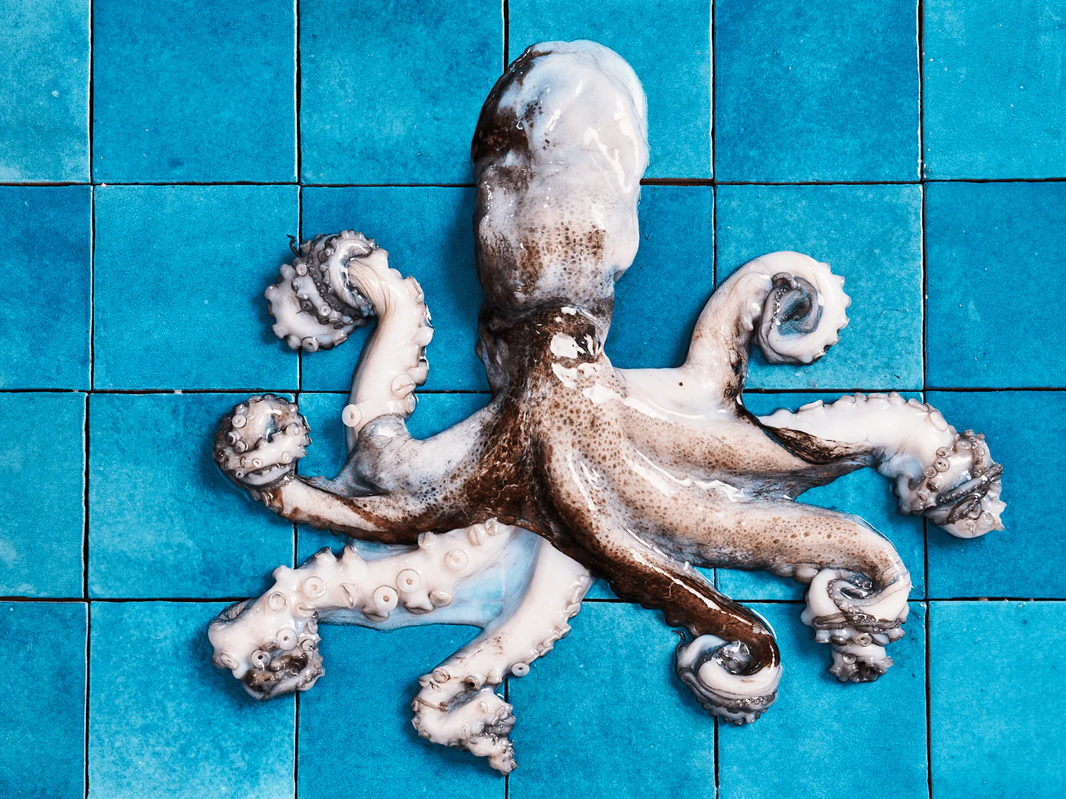 Chaud, froid, cuit ou fumé, le poulpe se décline pour tous les goûts !