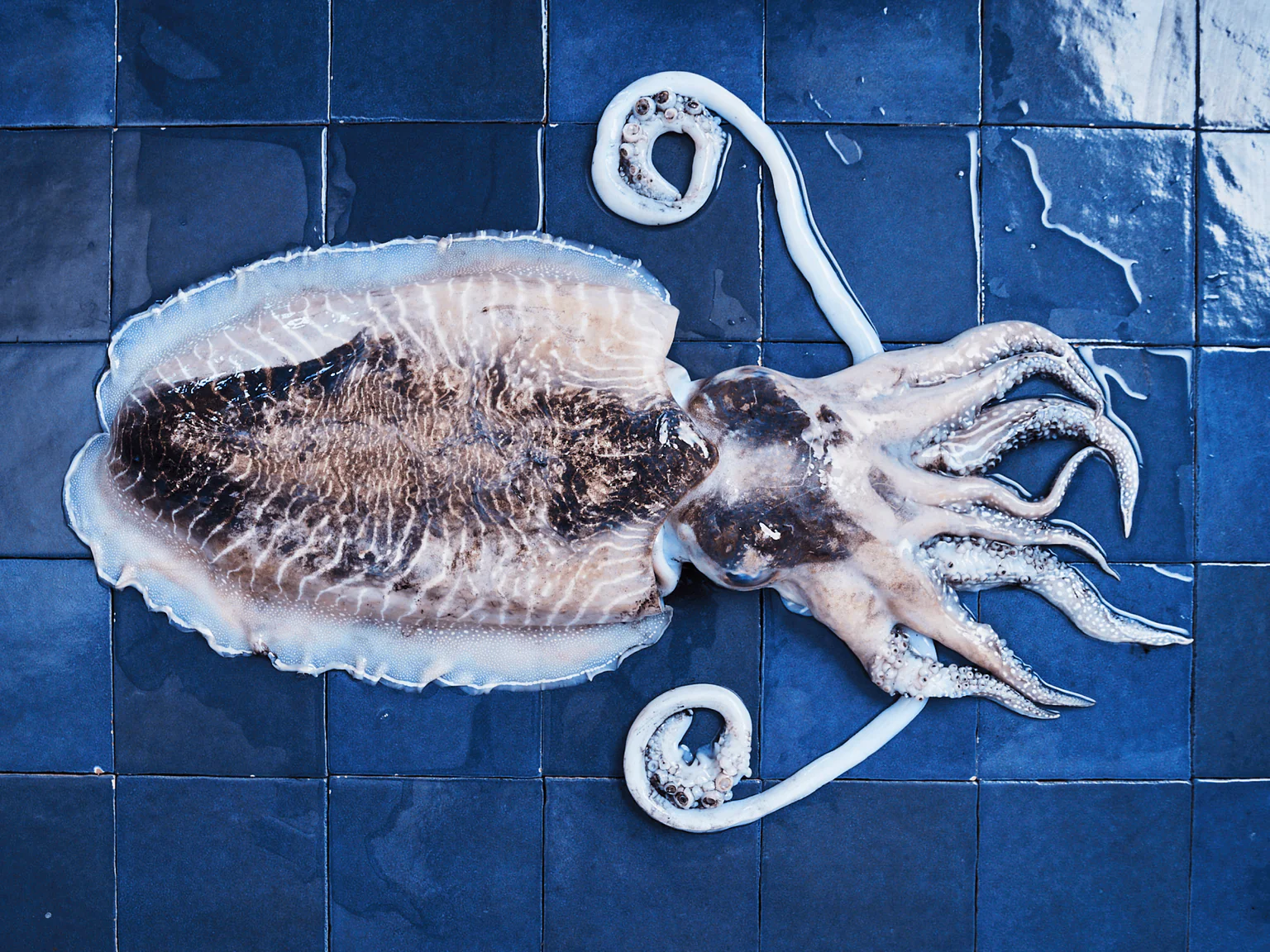 Seiche francaise sur carreaux bleus poiscaille