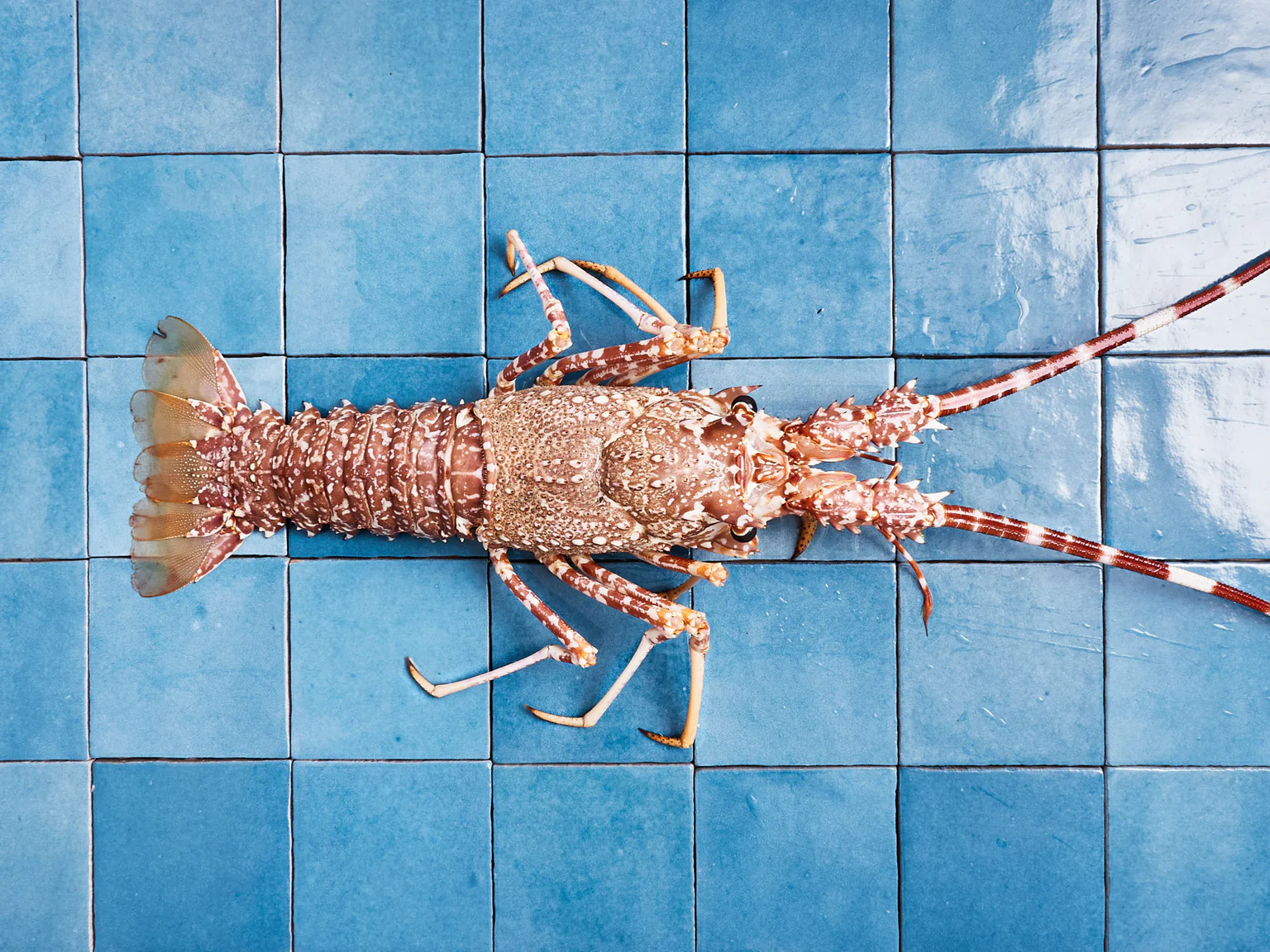 La langouste rouge, pêchée à la nasse dans les profondeurs.
