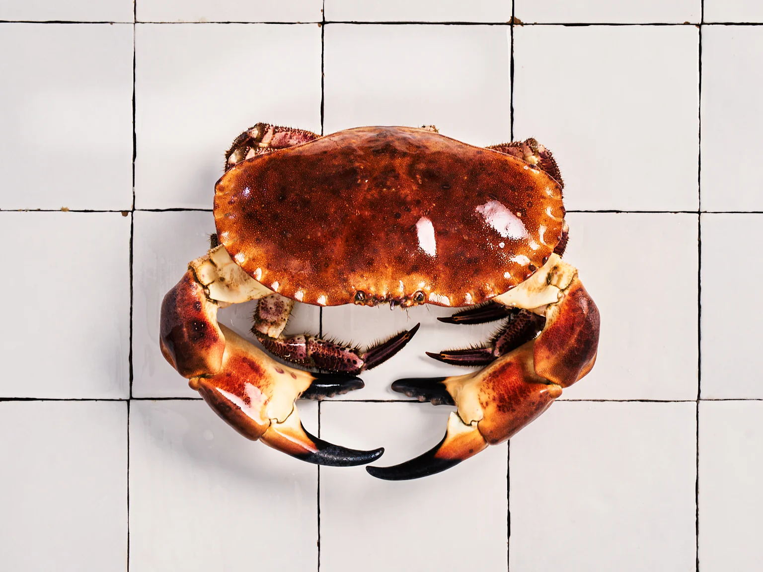 Le tourteau c’est le monsieur muscles de la mer.