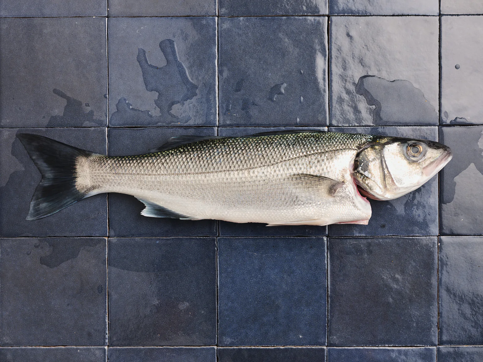 Aussi appelé loup en Méditerranée à cause de sa voracité, le bar commun est un poisson emblématique de nos côtes.