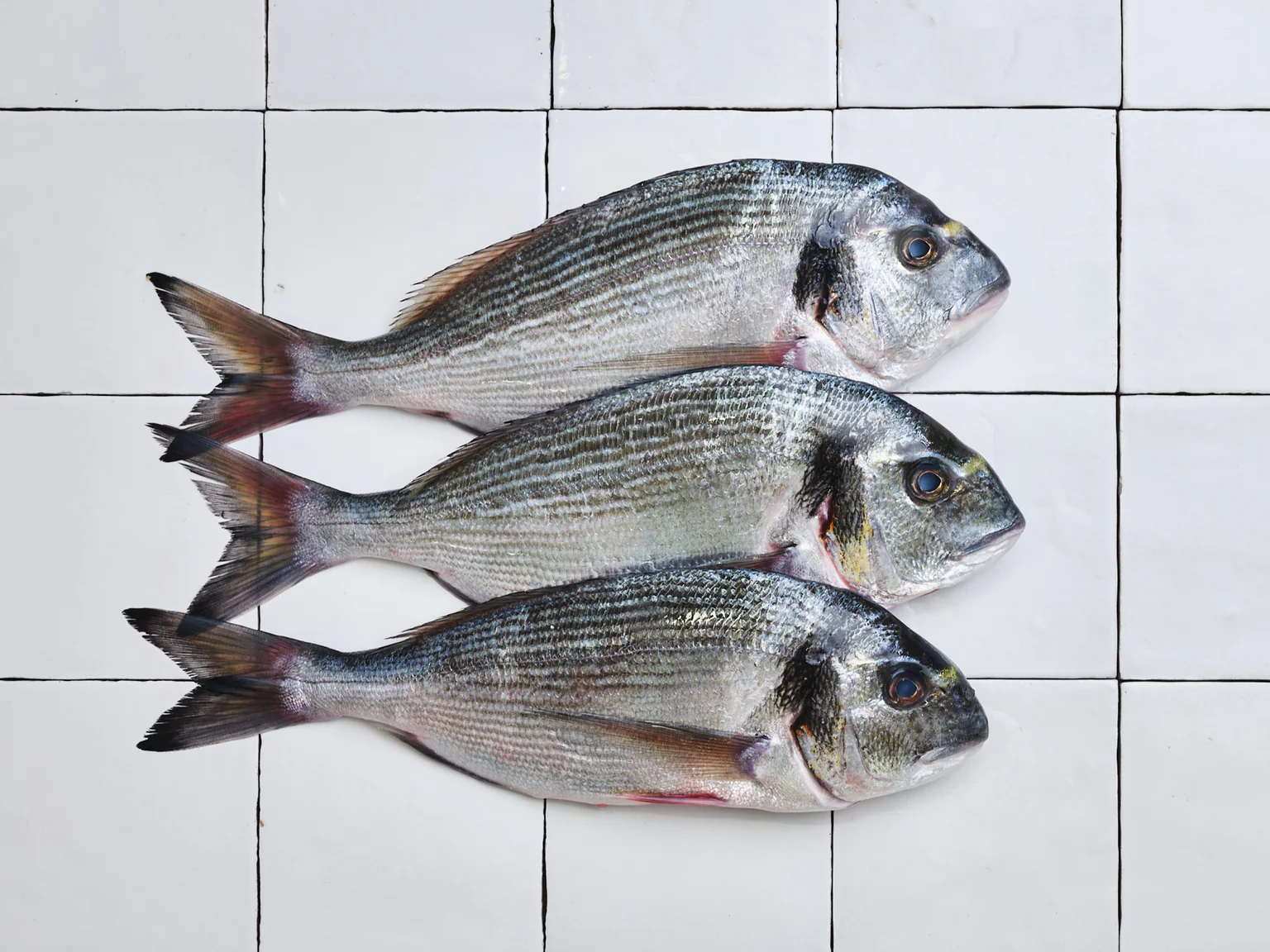 La daurade royale, la star des sparidés.