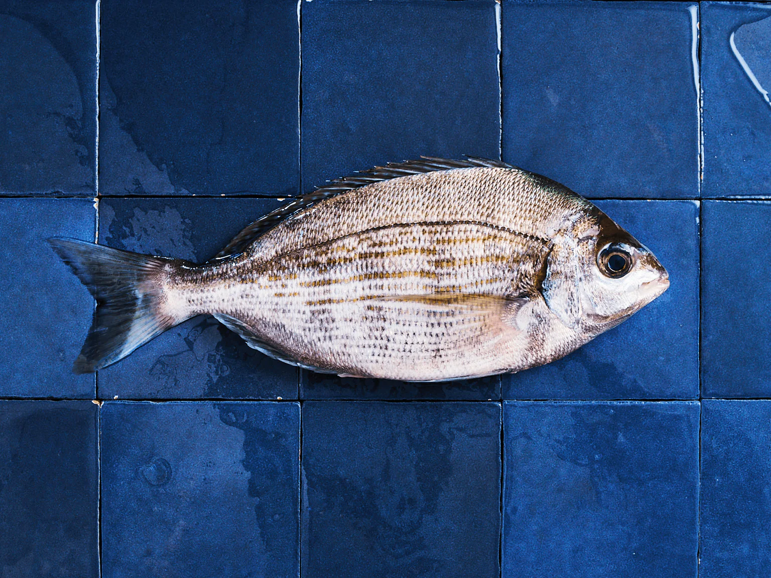 La dorade grise Poiscaille, pêchée durablement.