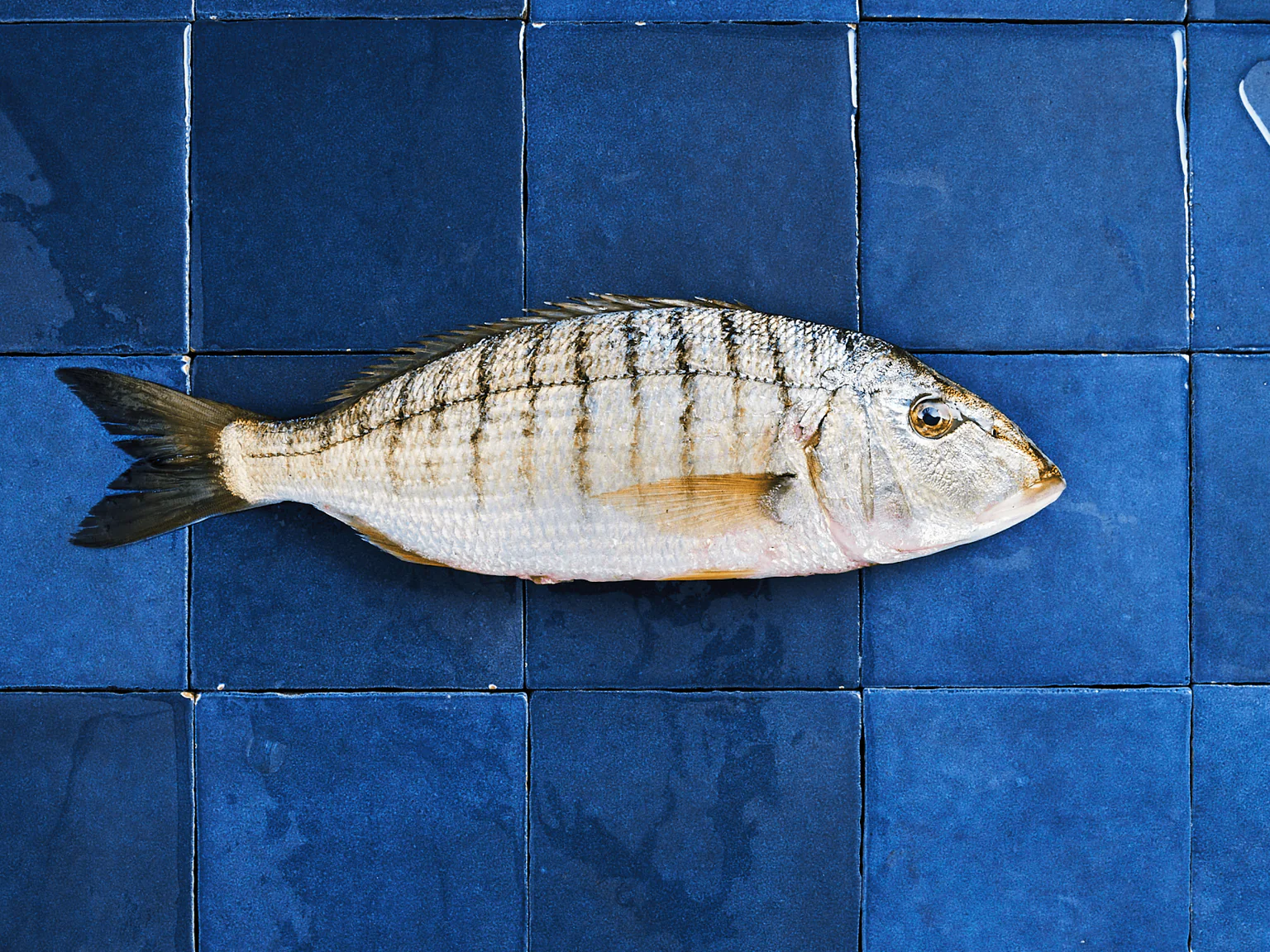 La dorade marbrée, cousine de la royale.