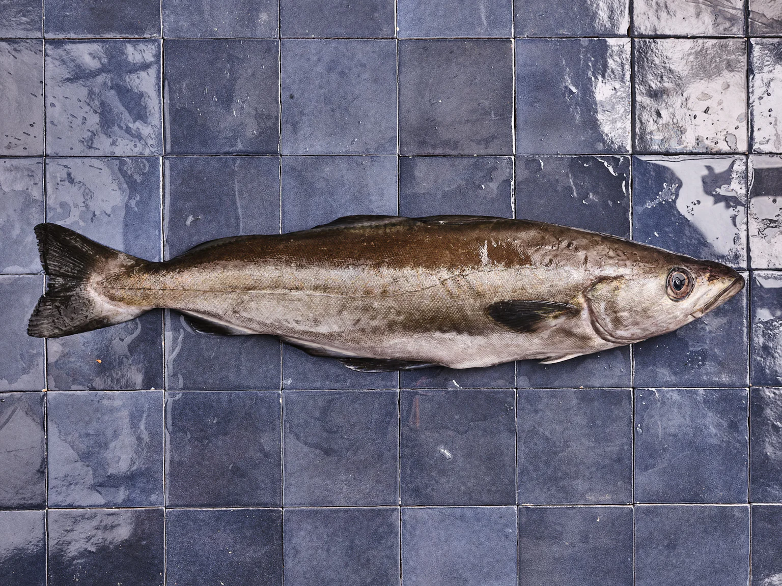 Le lieu jaune, appelé aussi colin, est prisé pour sa saveur.
