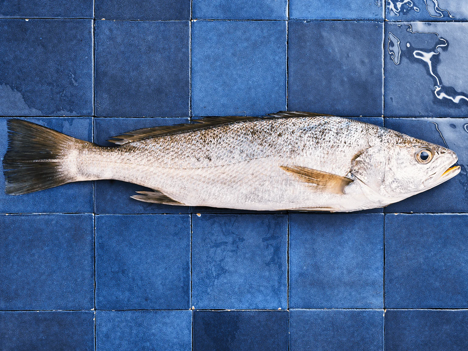 Poisson blanc le maigre sur carreaux bleus