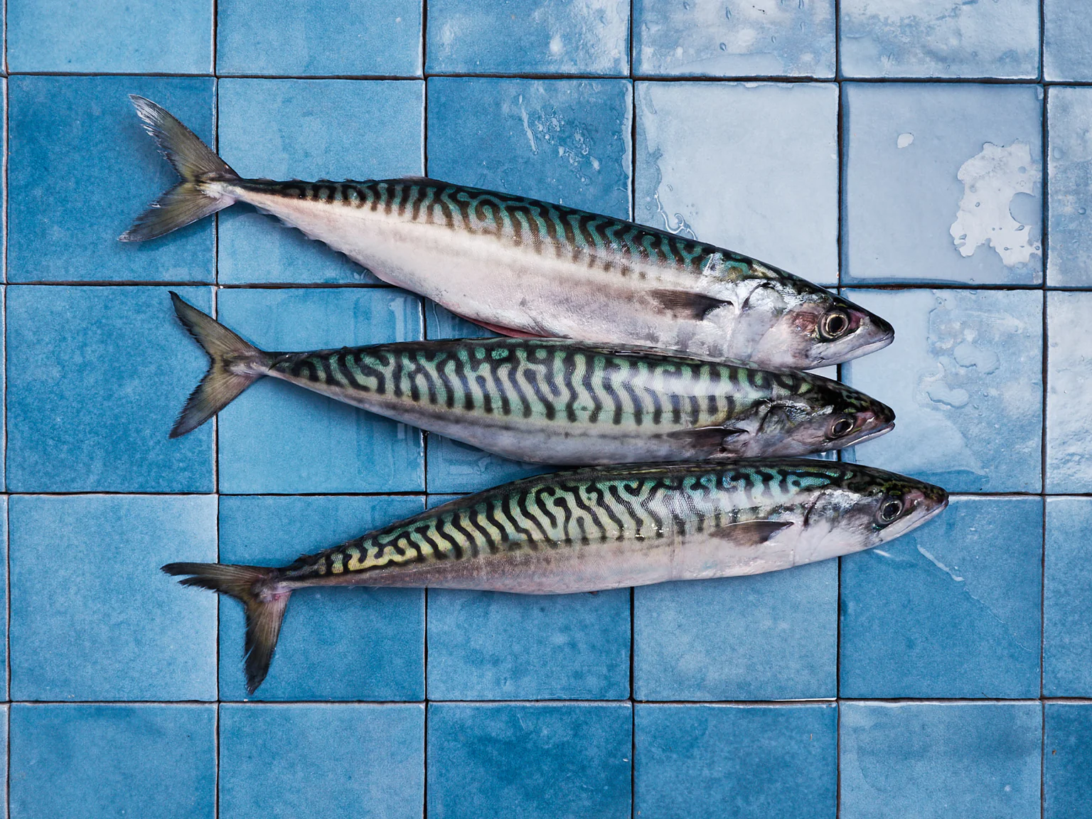 Le maquereau c’est un produit emblématique de Poiscaille ! 