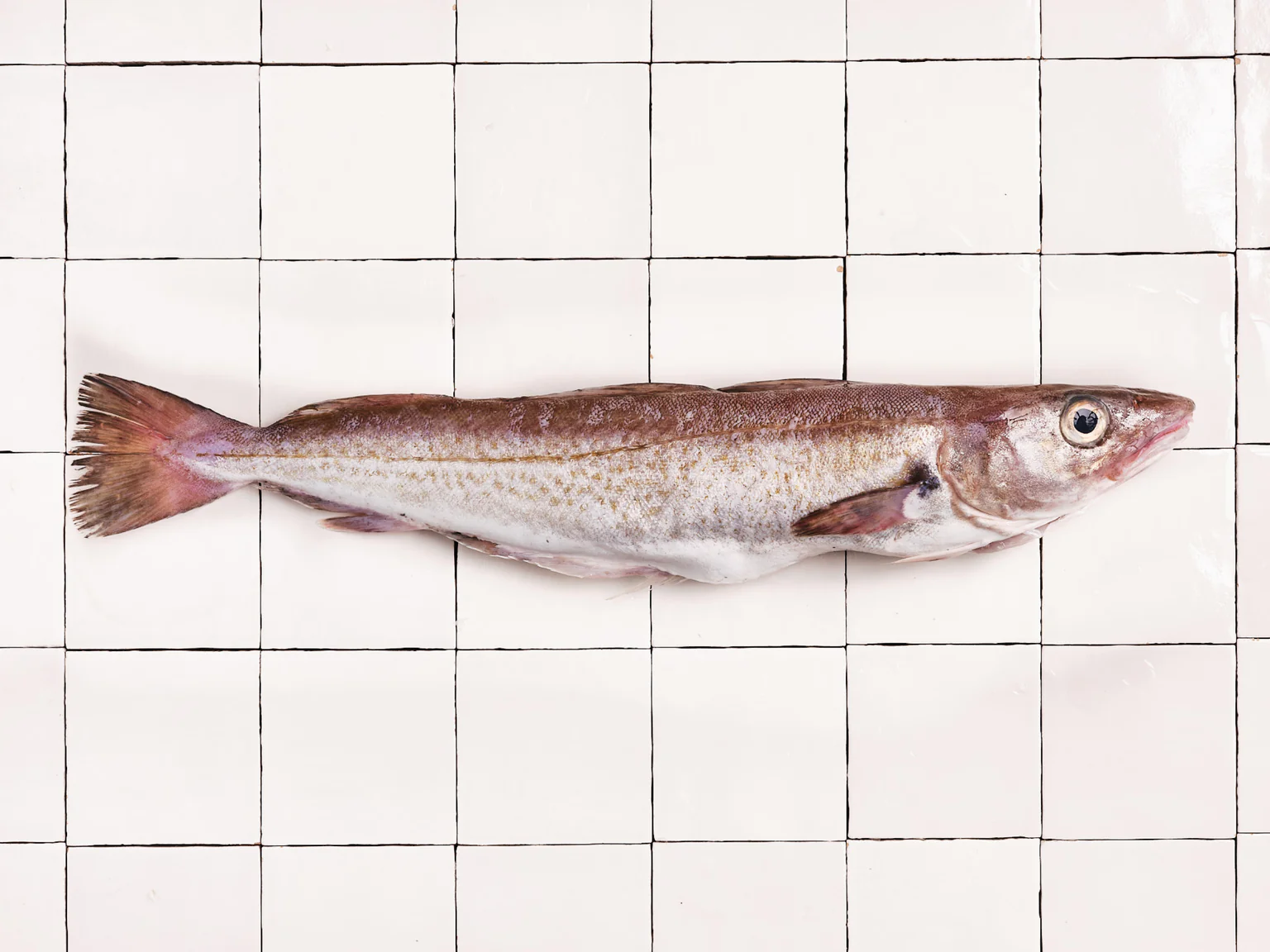 Le merlan, poisson maigre par excellence.