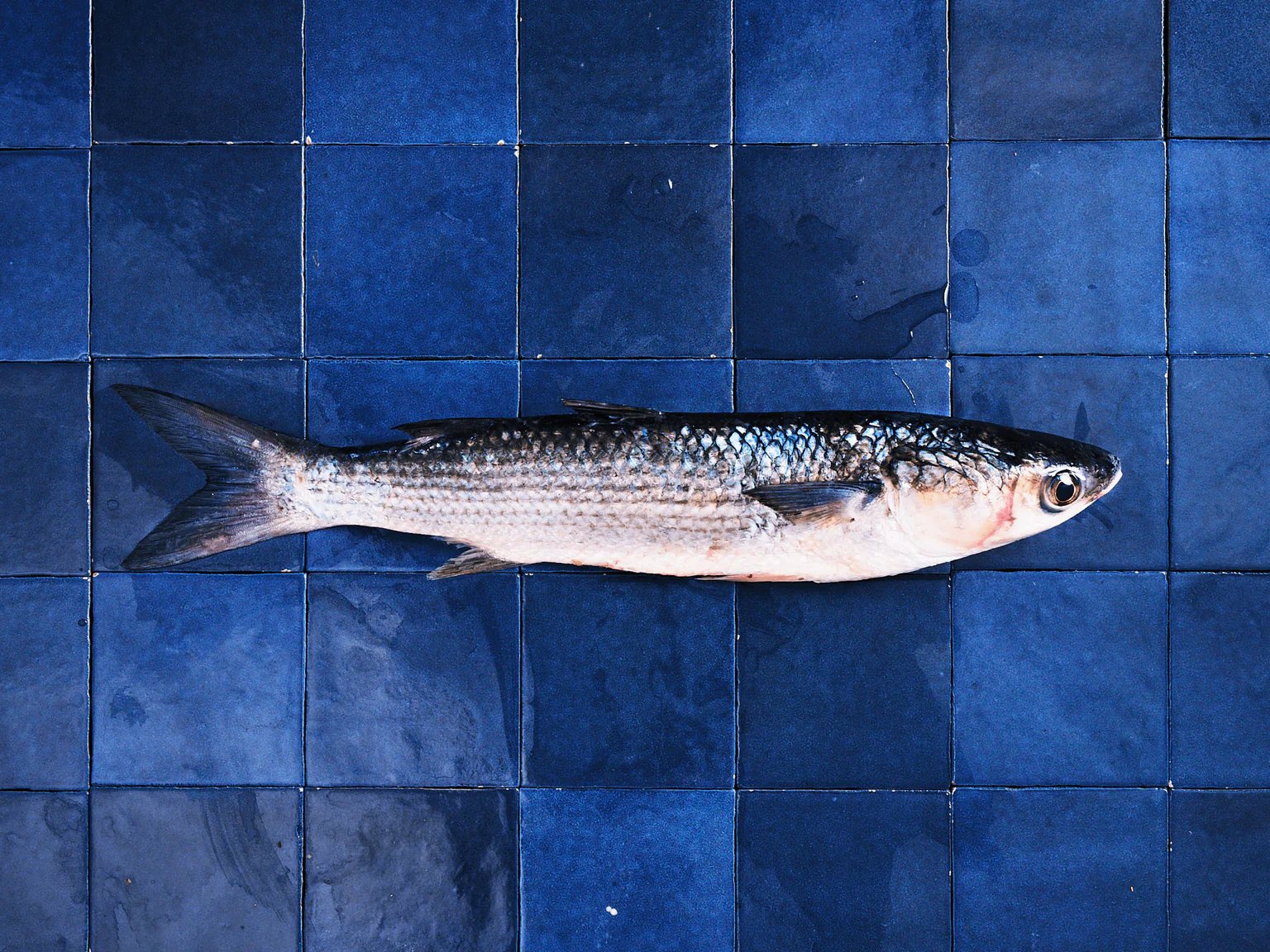 Le mulet est un poisson blanc que l'on retrouve chez Poiscaille