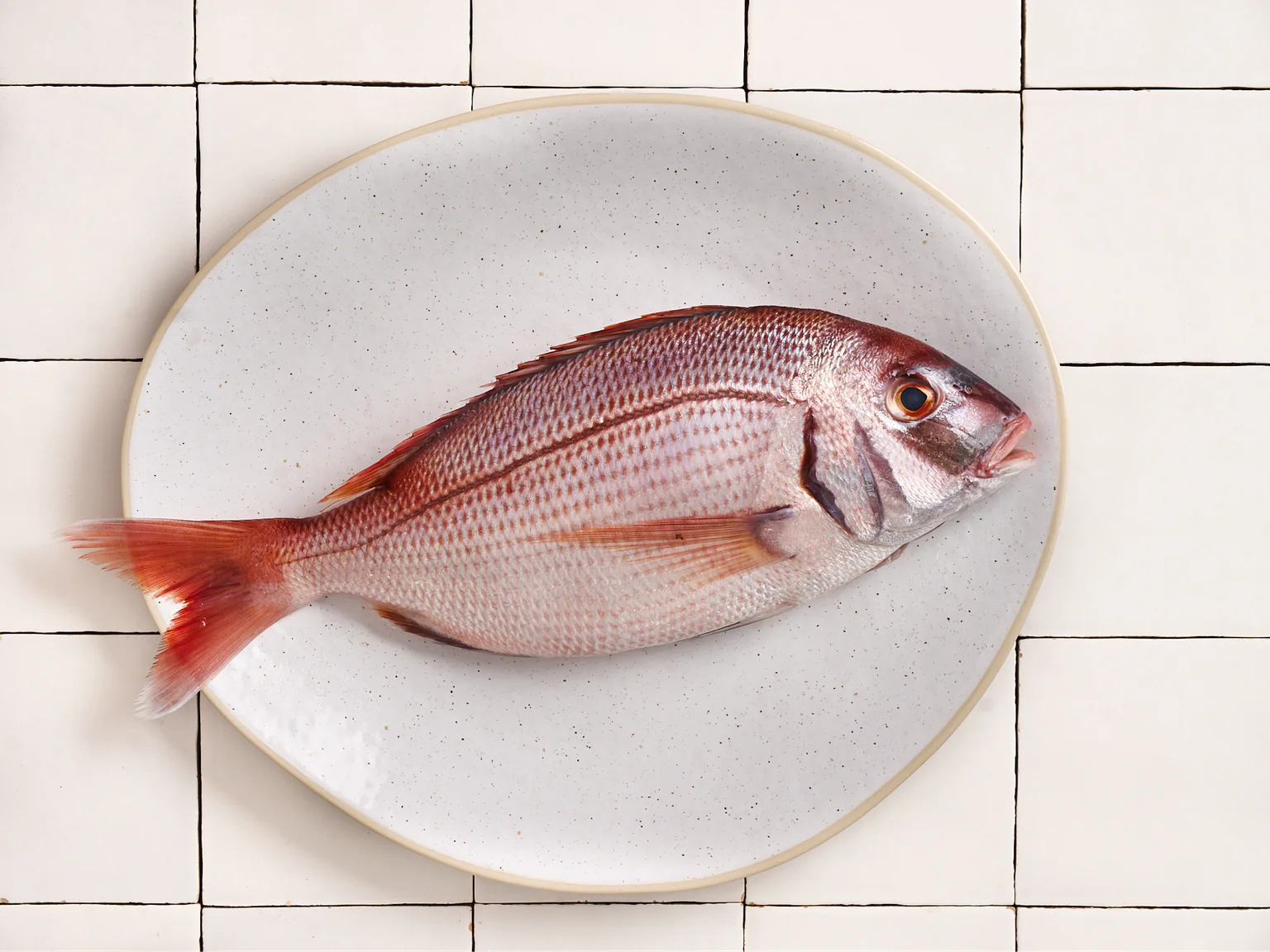 Le pagre, cousin de la dorade à la chair ferme.