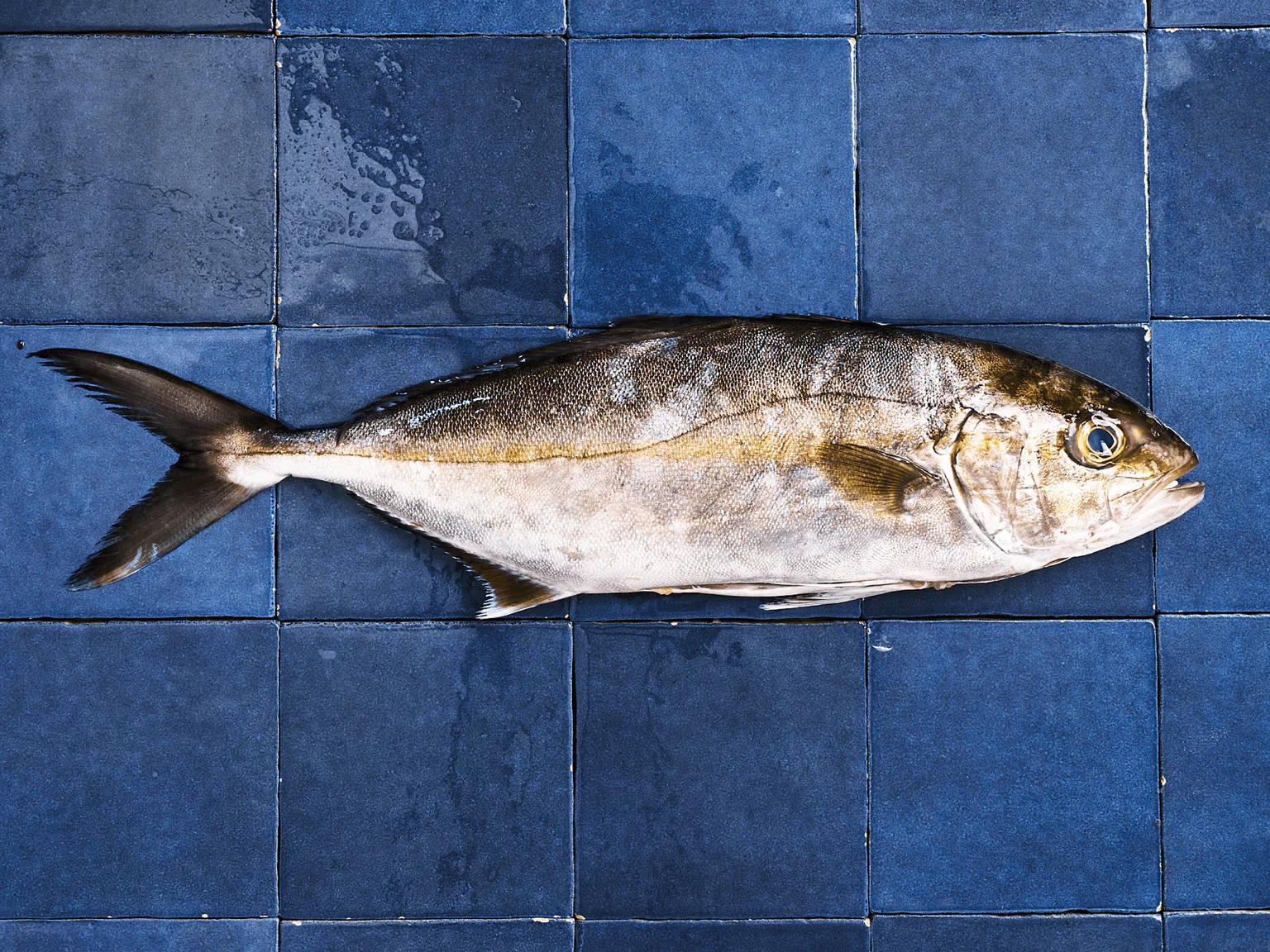 La sériole, poisson blanc dont la chair se rapproche un peu du thon ou de l’espadon.