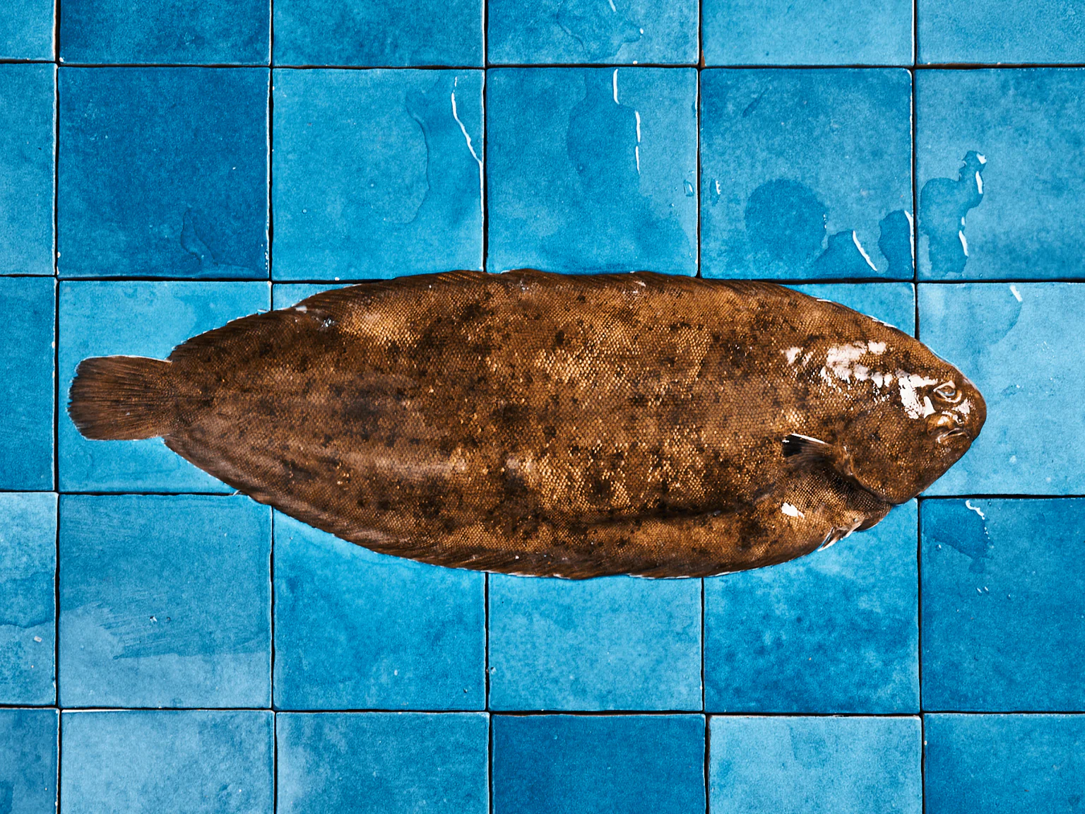 La sole est un des poissons les plus importants pour les pêcheurs français.