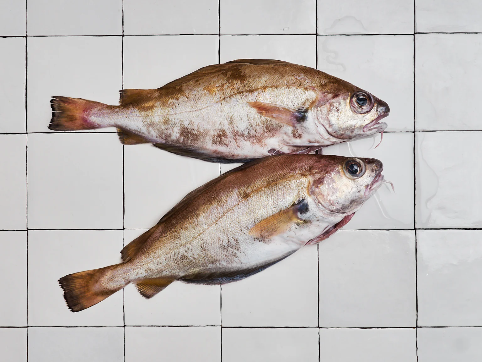 Deux tacauds poiscaille sur carreaux blancs