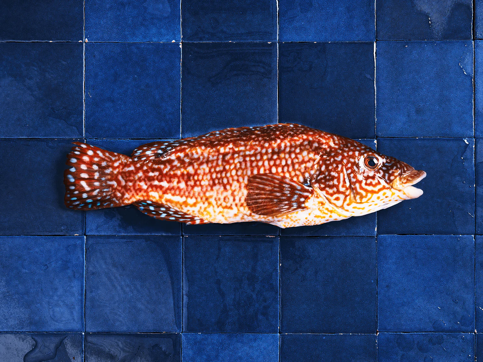 La vieille commune a mauvaise réputation mais chez Poiscaille on l'adore !