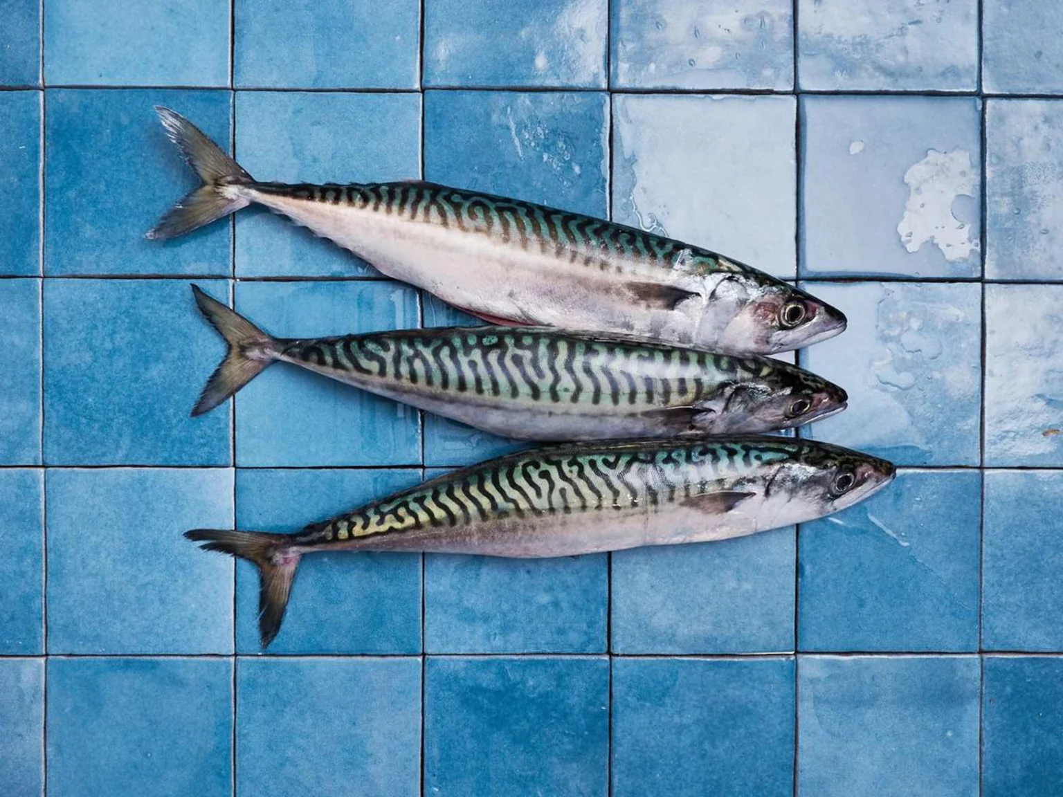 Maquereaux entiers sur des carreaux bleus Poiscaille. 