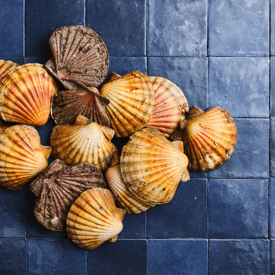 Coquilles Saint-Jacques pêchées en plongée