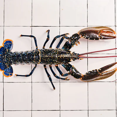 Le homard bleu pêché au casier et livré vivant pour se préparer un festin digne des plus grandes tables de France... ...