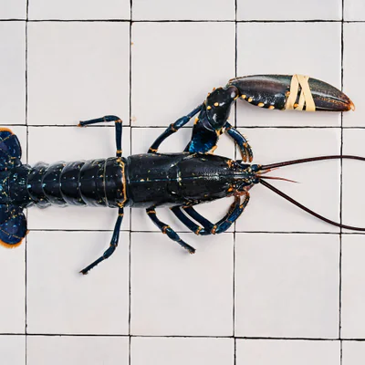 Le homard bleu pêché au casier et livré vivant pour se préparer un festin digne des plus grandes tables de France... ...